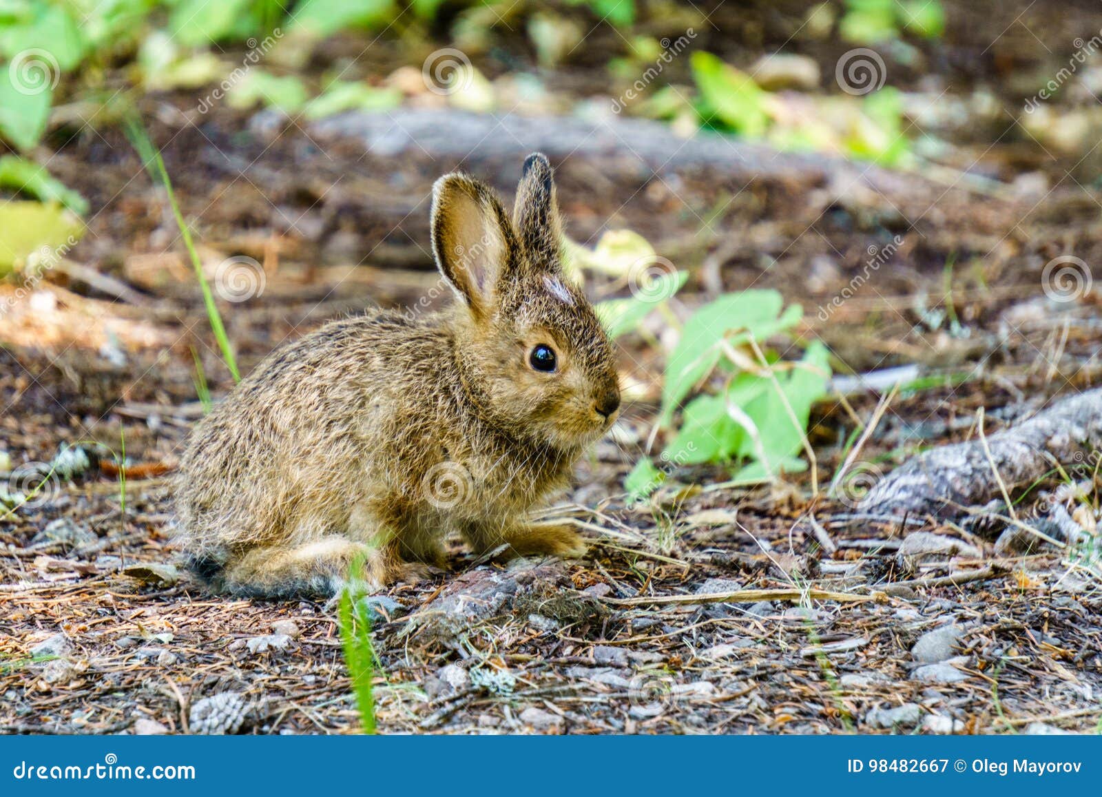 Baby Brown Hare or Bunny on Forest Floor. Stock Image - Image of beautiful, animals: 98482667 Baby Brown Hare or Bunny on Forest Floor. Stock Image - Image of beautiful, animals: 98482667