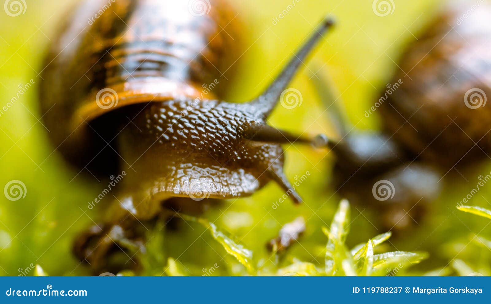 Baby snail on the grass stock image. Image of ride, parent 119788237