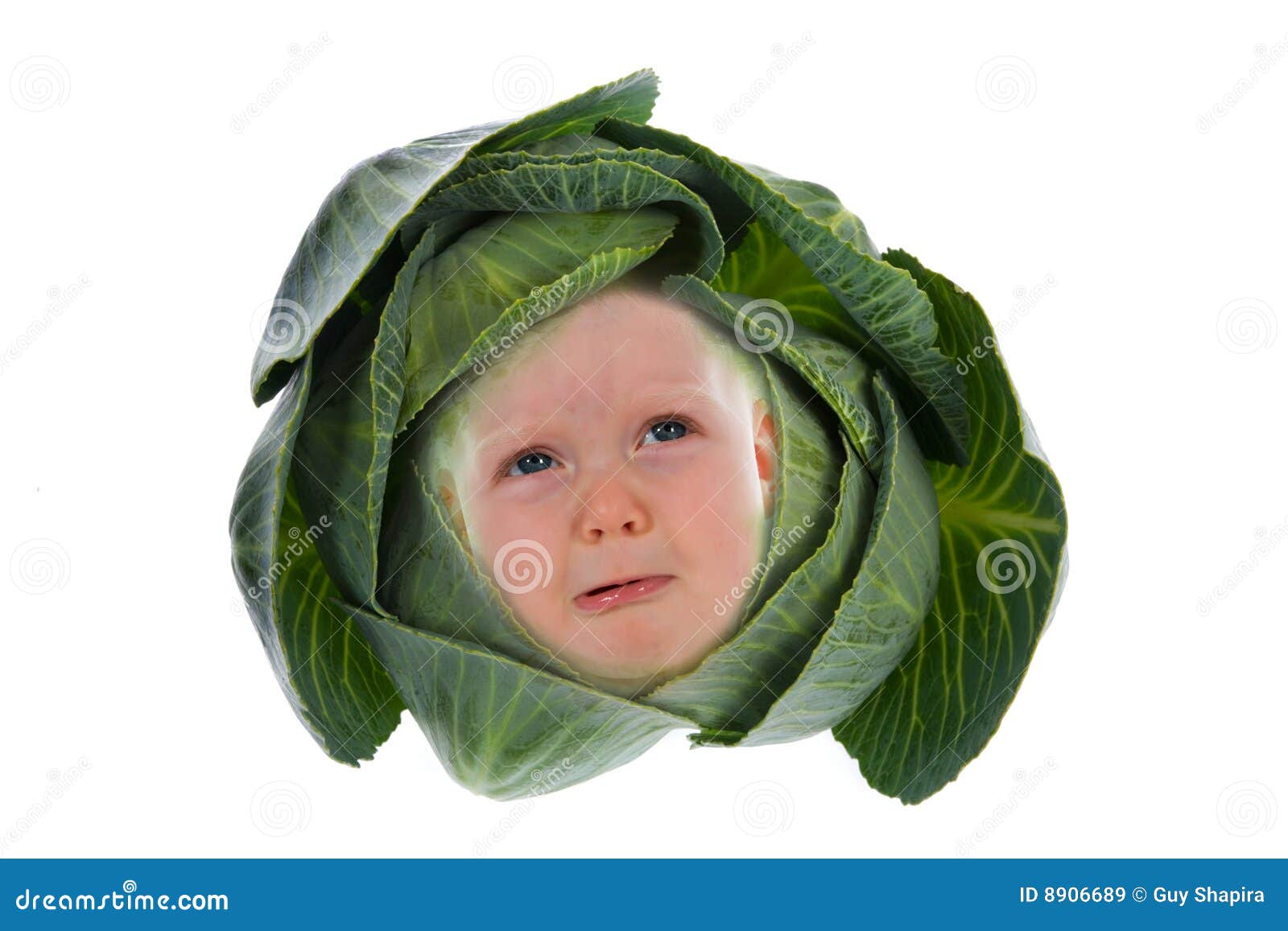 Baby Among Cabbage Leaves Picture. Image 8906689