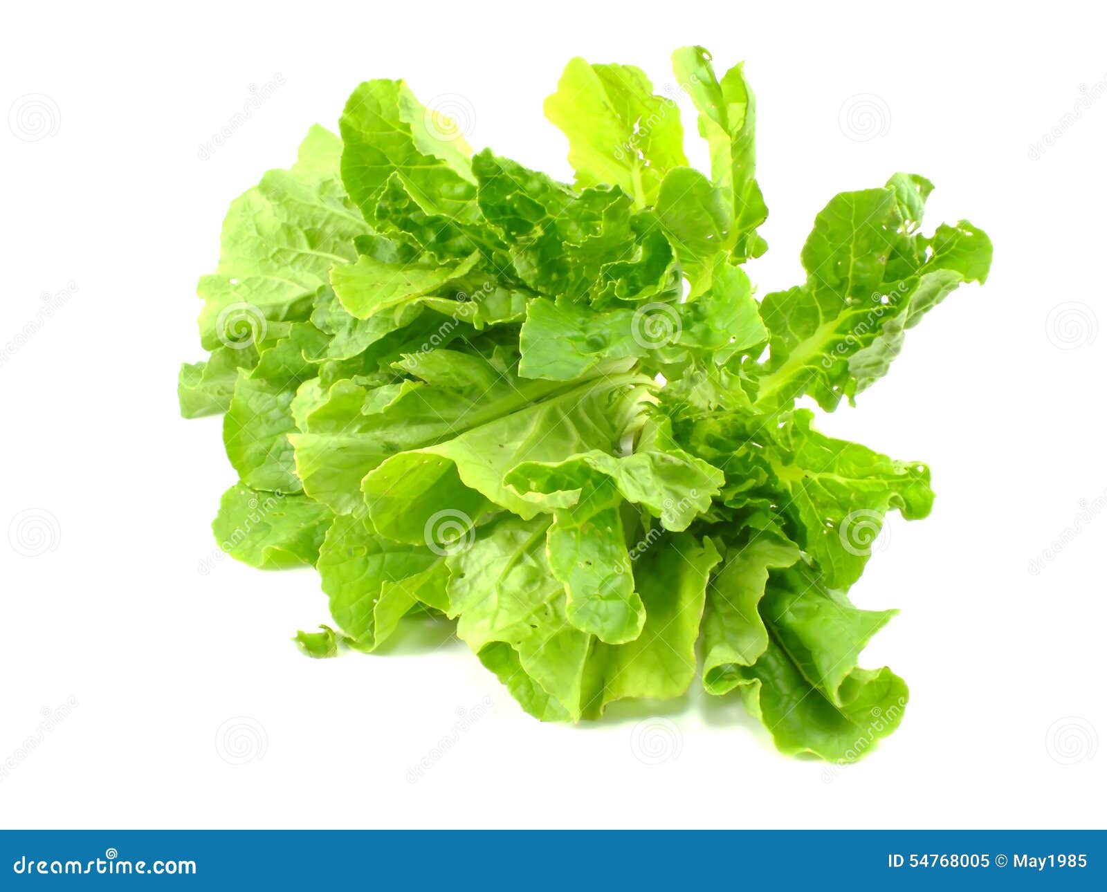 Baby cabbage stock image. Image of fresh, healthy, lime 54768005