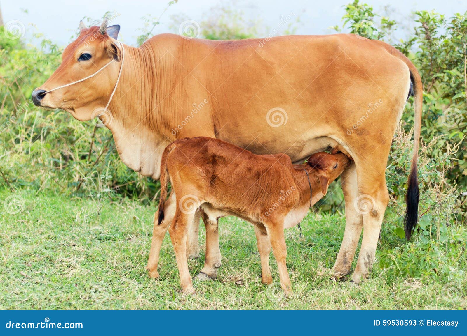 Cow Calf The Calf Drinking Milk From Its Mother s Breast Motherhood cow-calf-the-calf-drinking-milk-from-its-mother-s-breast-motherhood