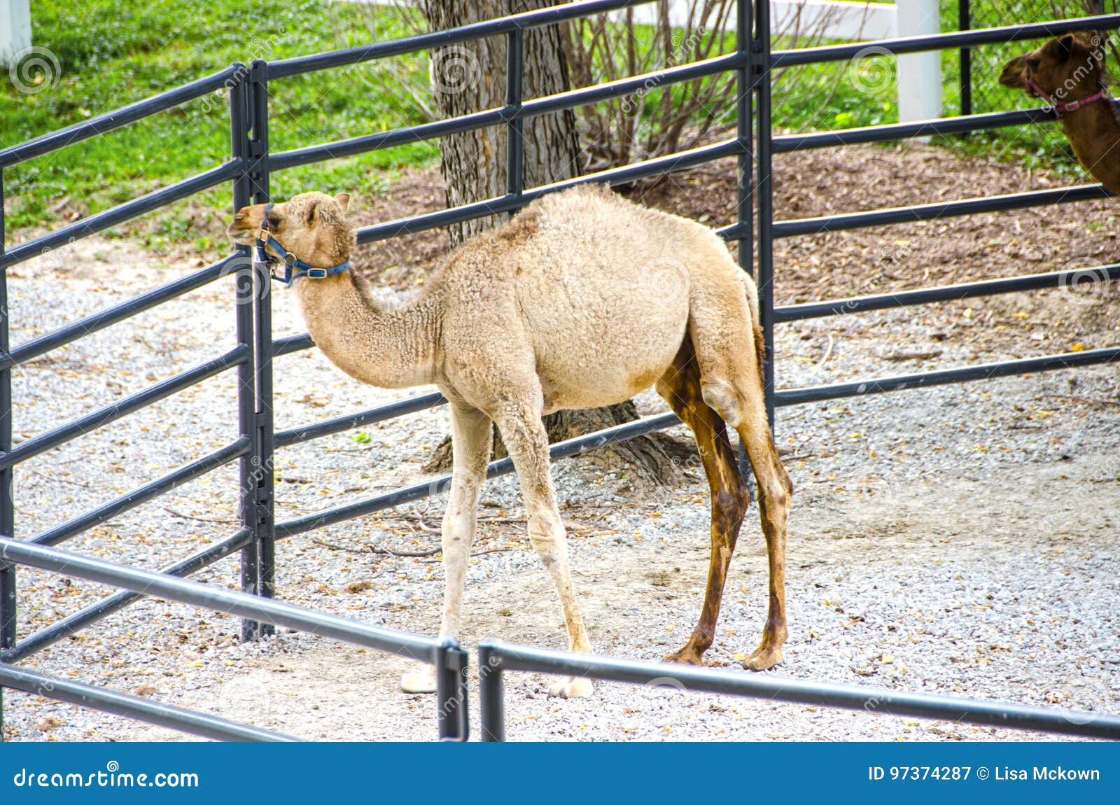 816 White Camel Baby Stock Photos - Free & Royalty-Free Stock