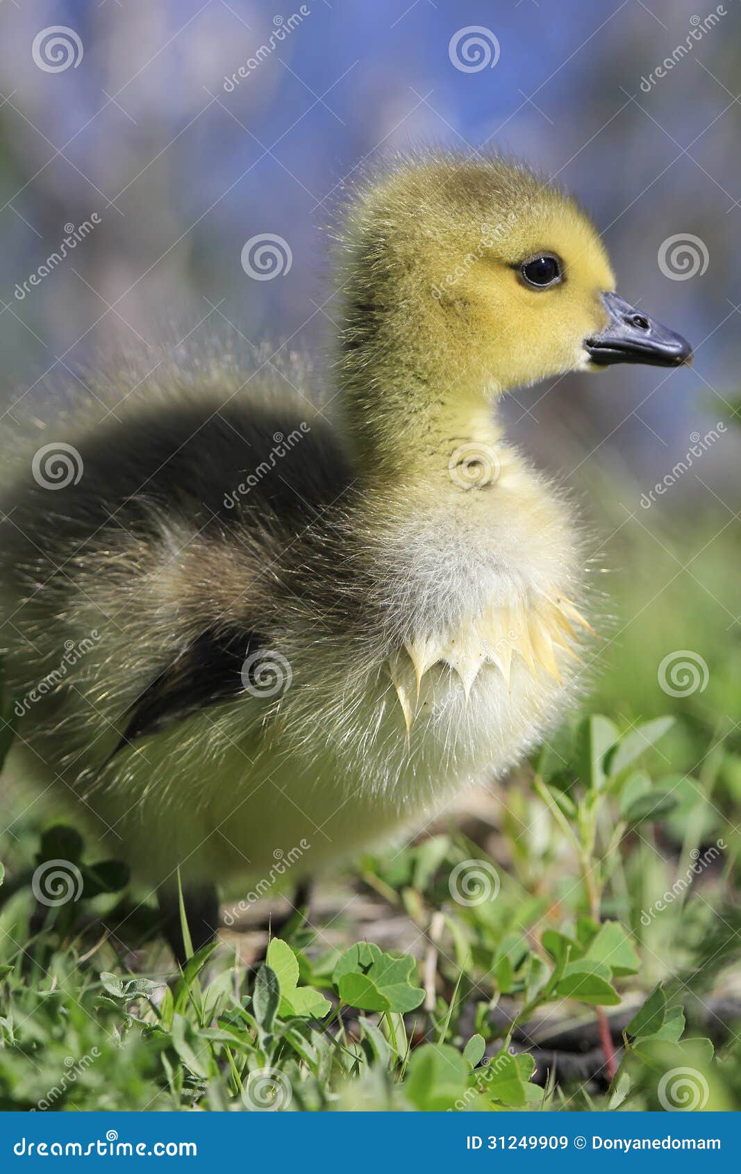 Baby Canada Goose stock image. Image of wildlife, animal 31249909