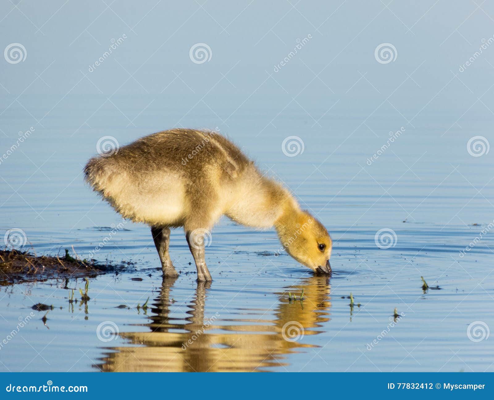 Baby Canada Goose Drinking from the Lake Stock Photo Image of nature