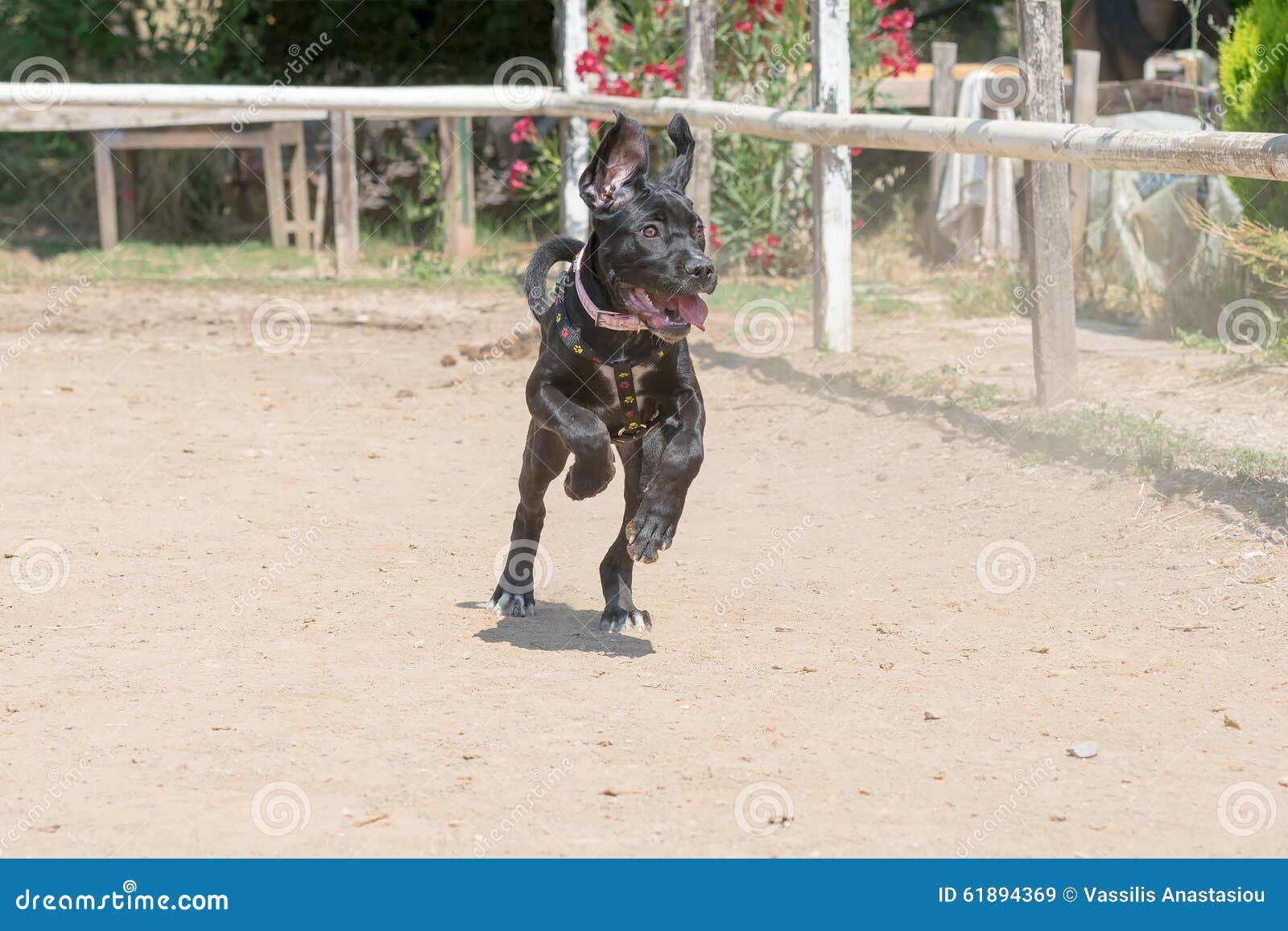 Baby Cane Corso Running at a Horse Arena. Stock Image Image of