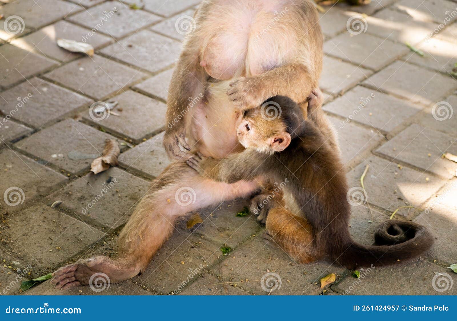 A Baby Capuchin Monkey Hugging Its Mother Monkey with Affection in
