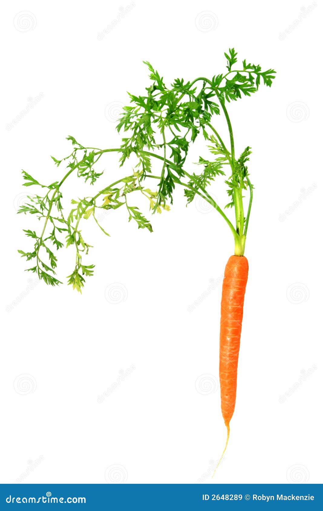 Baby Carrot stock image. Image of healthy, nutritious 2648289
