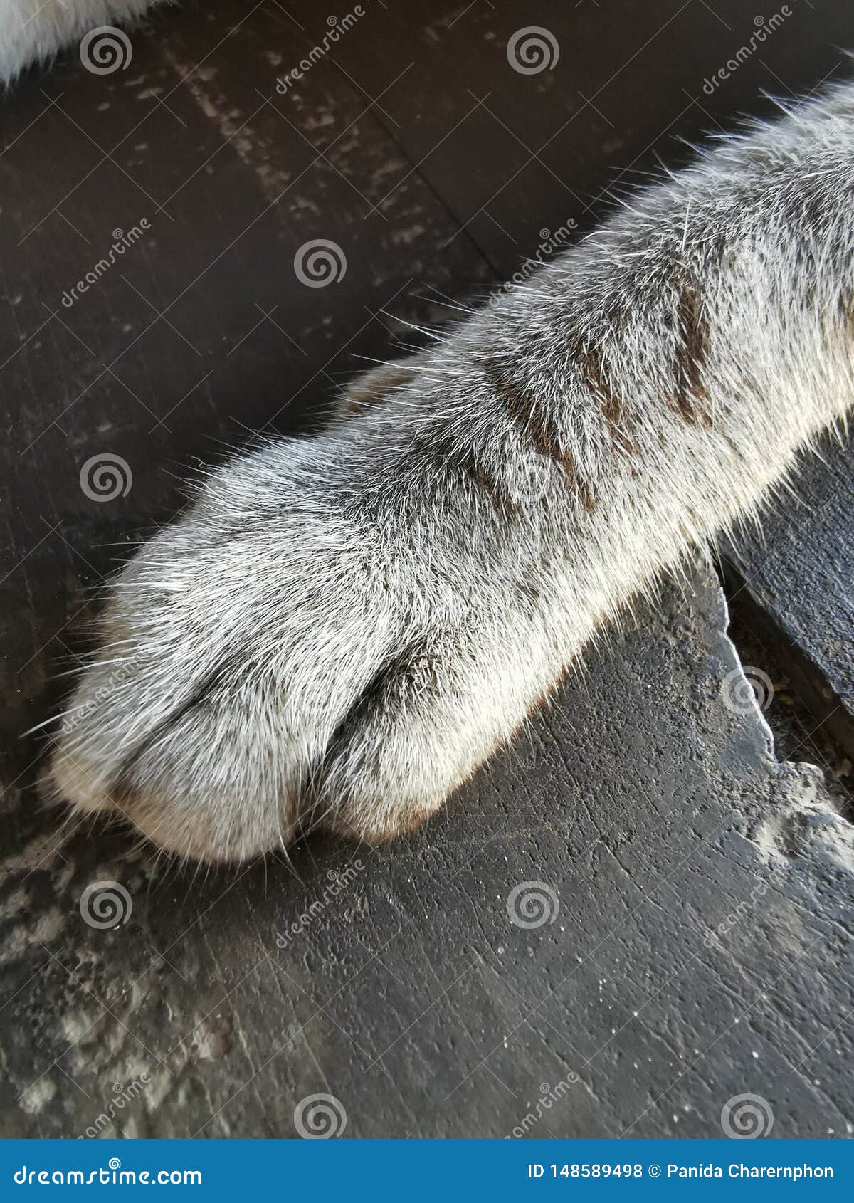 Baby Cat /Big Foot the Cat / Love Cat Stock Photo Image of baby, love