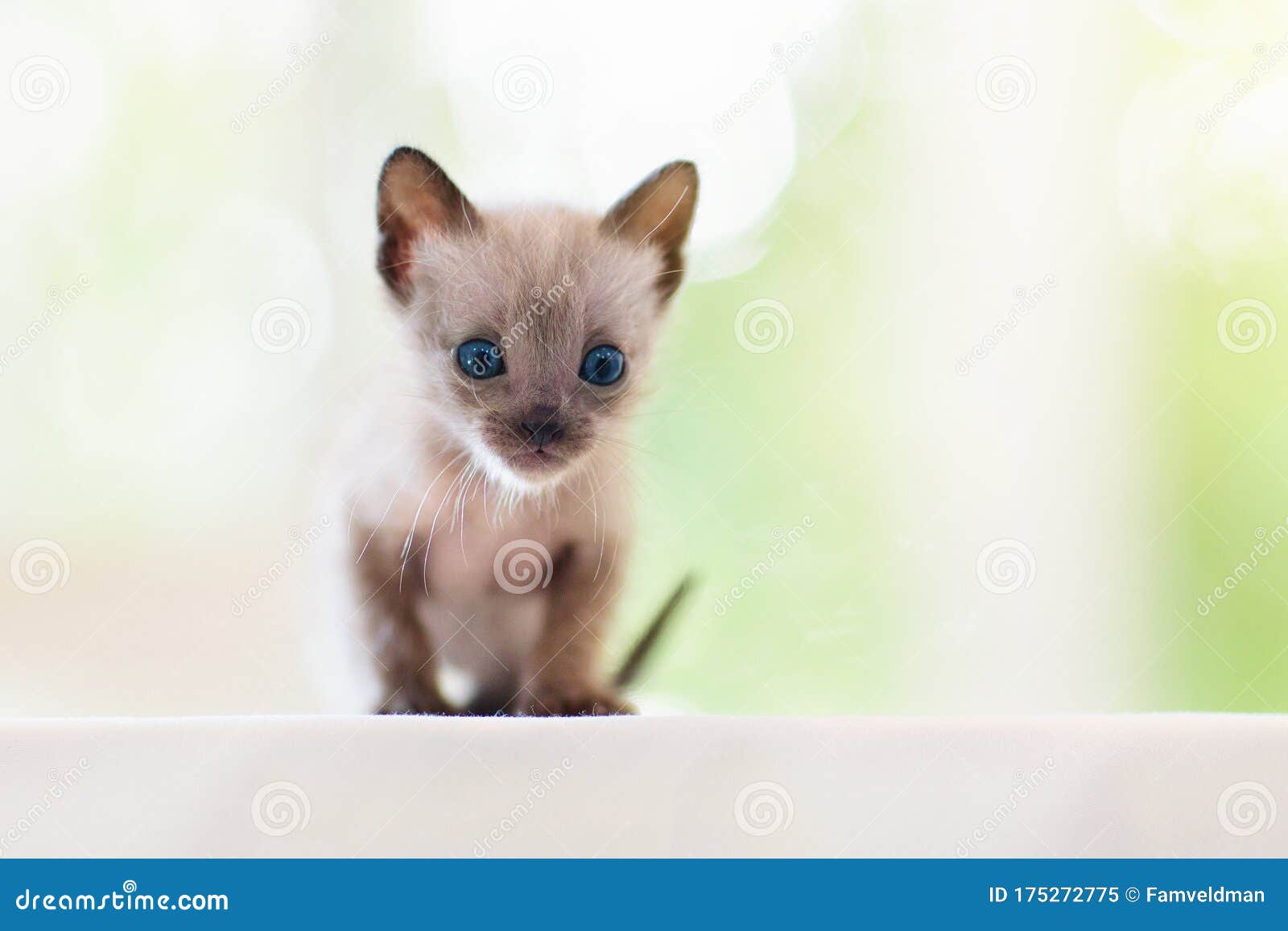 Baby Cat. Cute Kitten Playing at Home Stock Image - Image of ...