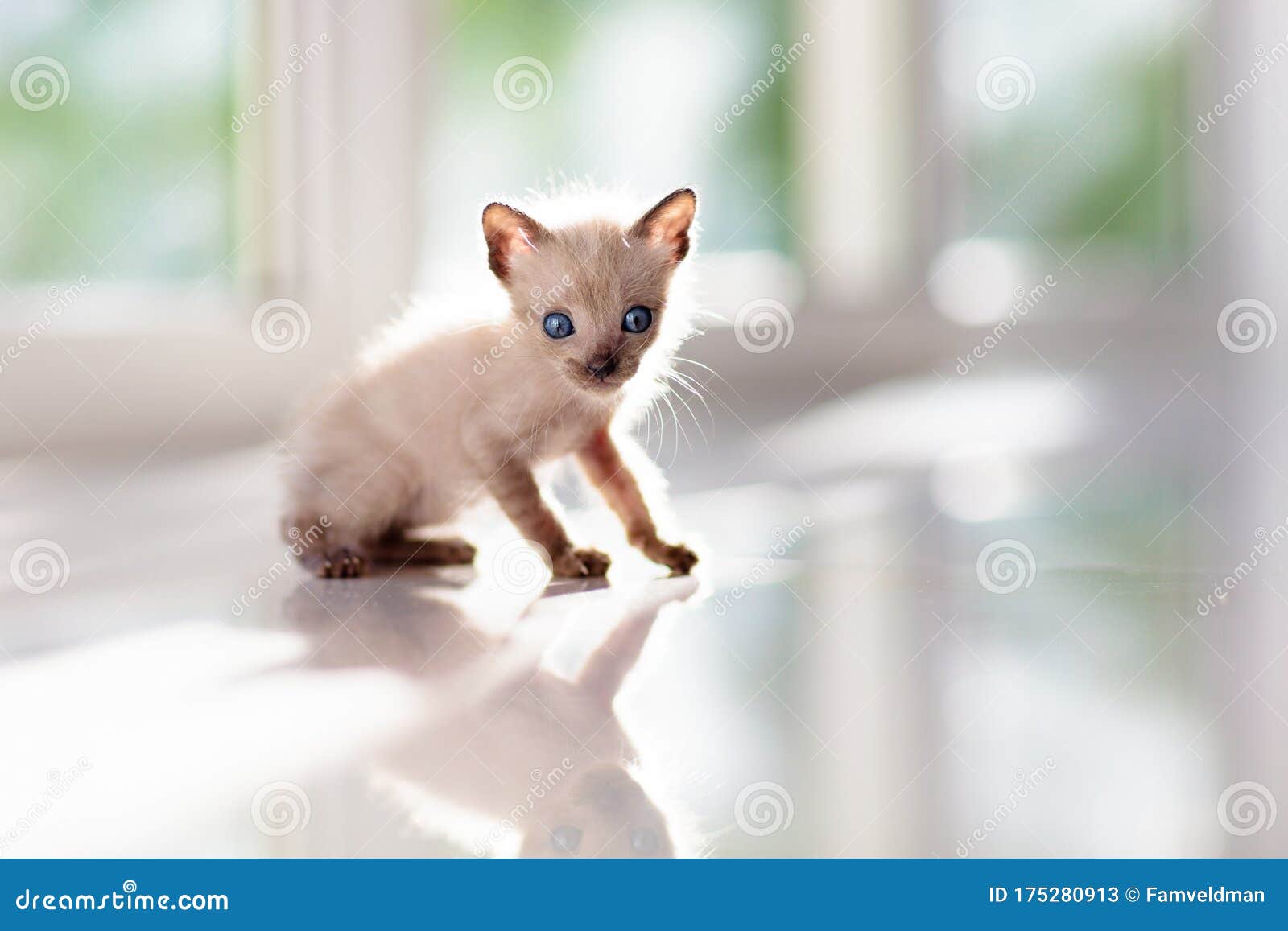 Baby Cat. Cute Kitten Playing at Home Stock Image - Image of ...