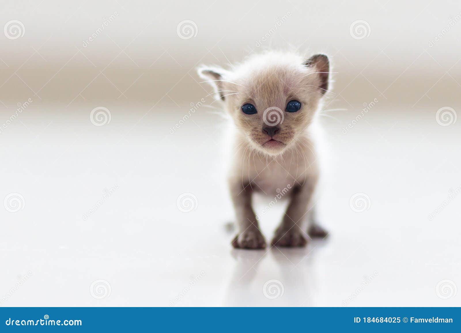 Baby Cat. Cute Kitten Playing at Home Stock Image - Image of ...