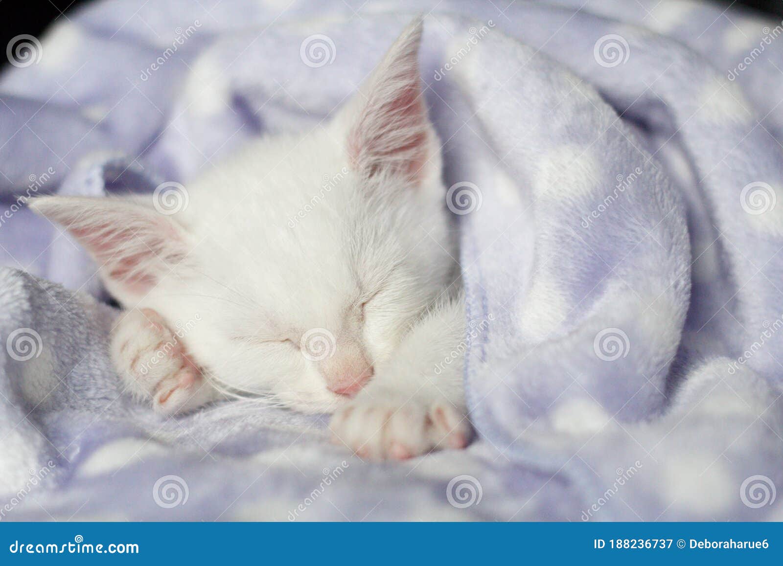 White Cat Sleeping with Blanket Stock Image Image of purrfect, little