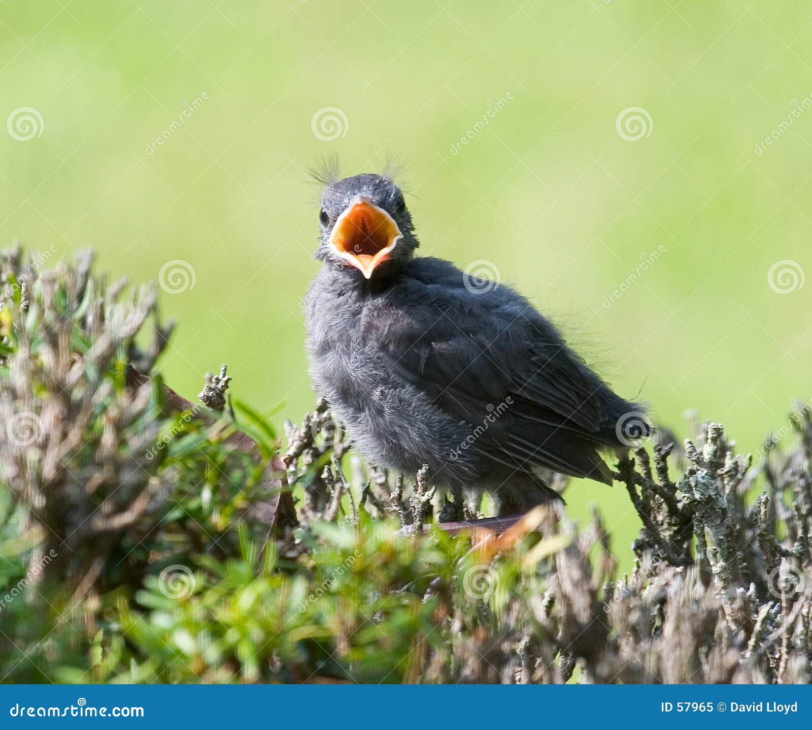 catbird baby