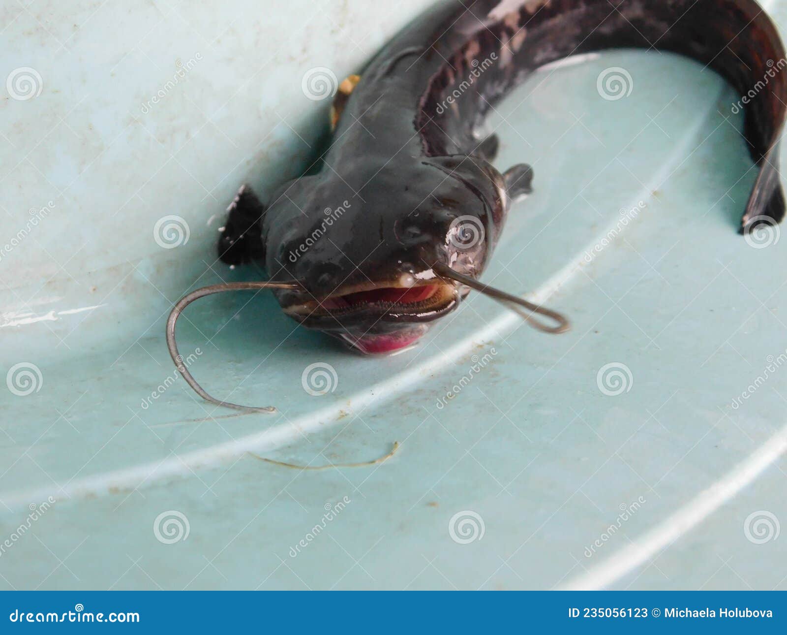Baby Catfish on the Hand Silurus Glanis Wels Catfish Black and