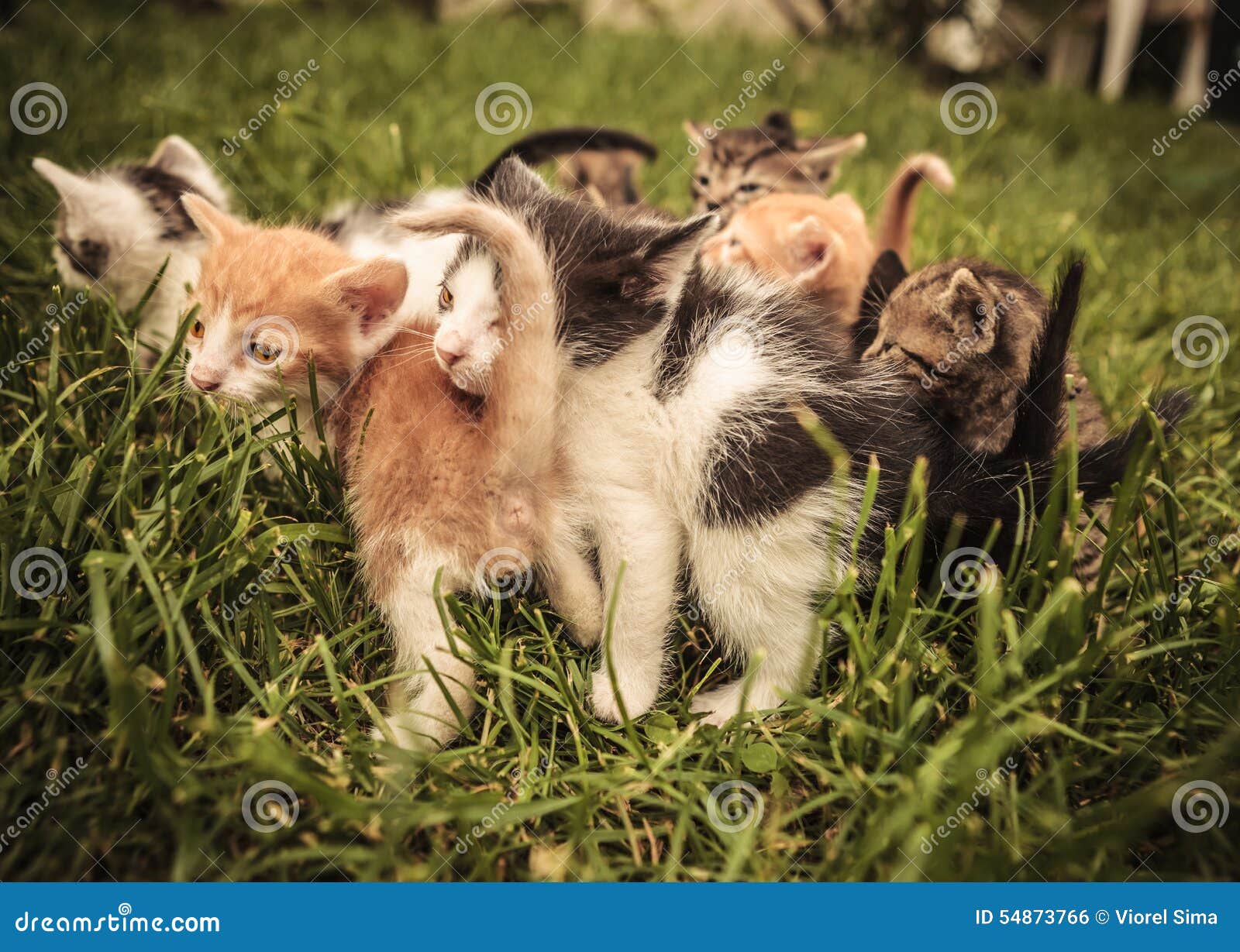 Many baby cats standing and playing in the grass