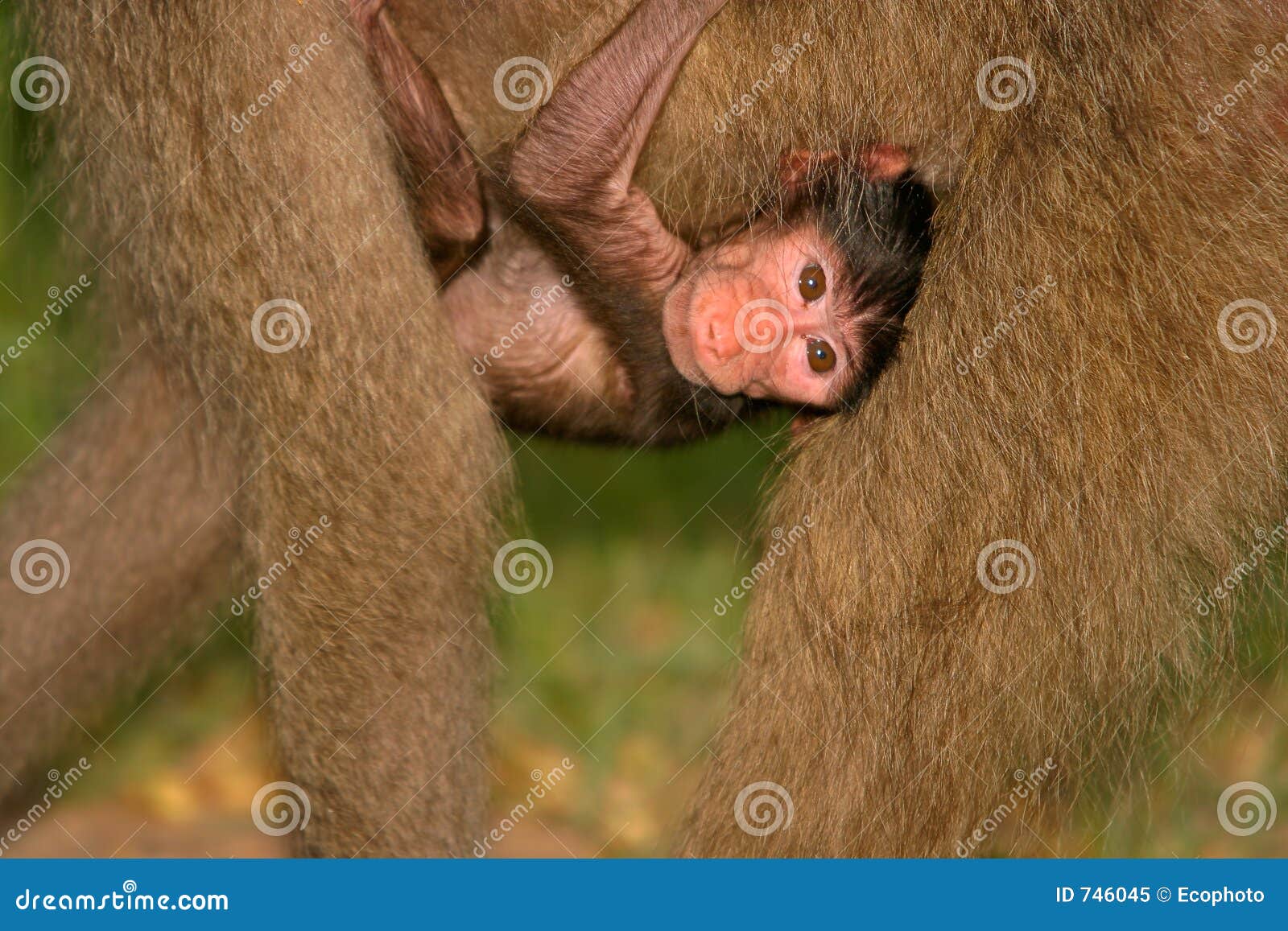 baby chacma baboon, kruger park, south af
