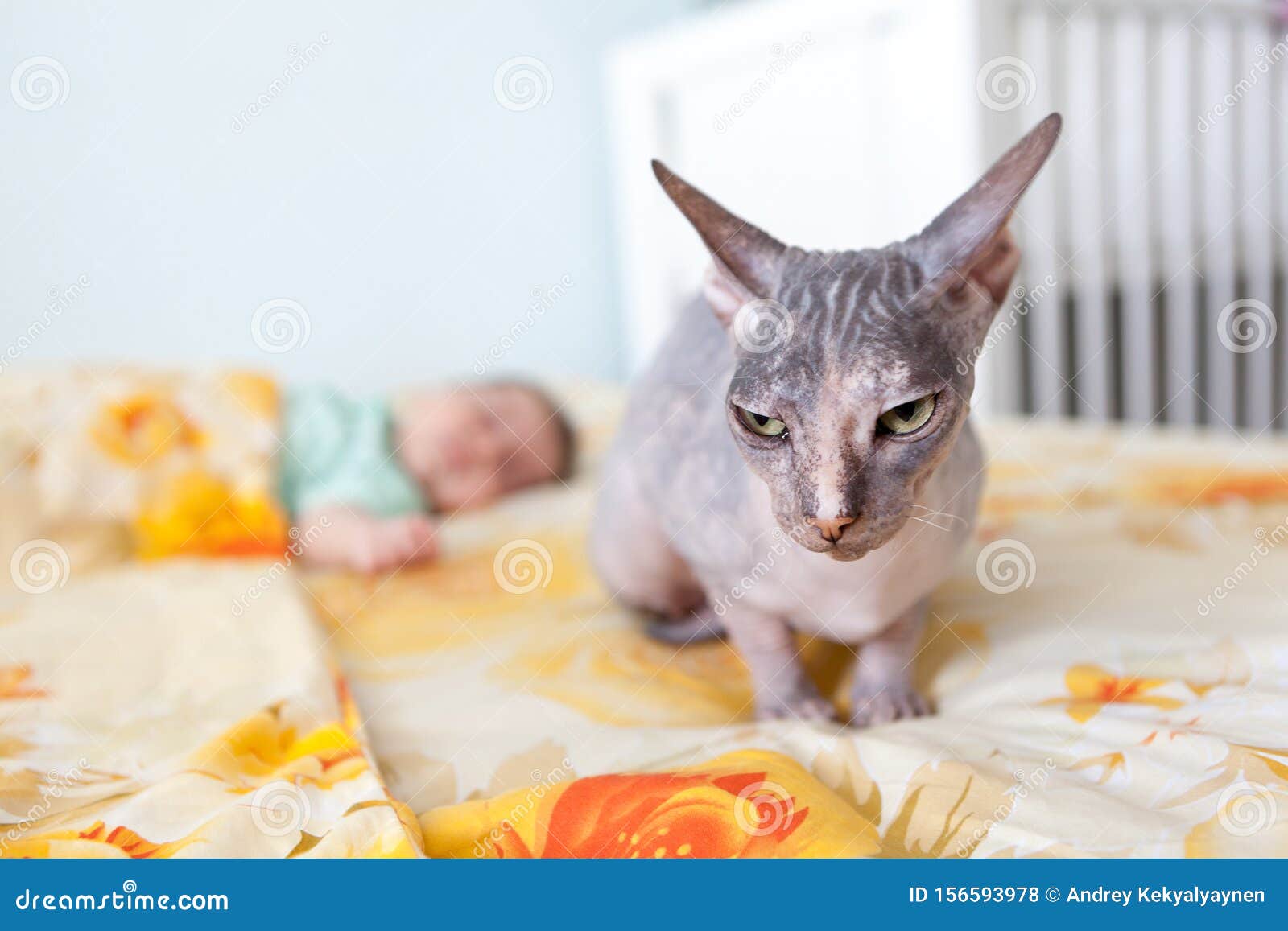 Baby Chat Sphynx Chauve Assis Apres Le Nouveau Ne Dormant Sur Un Canape Dans La Chambre A Coucher Photo Stock Image Du Attentif Inside Baby Chat Sphynx Chauve Assis Apres Le Nouveau Ne Dormant Sur Un Canape Dans La Chambre A Coucher Photo Stock Image Du Attentif Inside