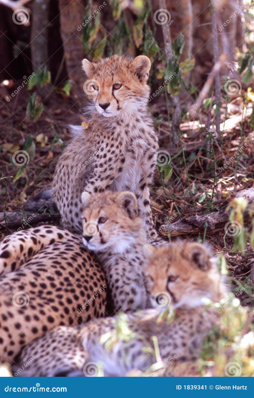 baby cheetahs, serengeti plain, tanzania