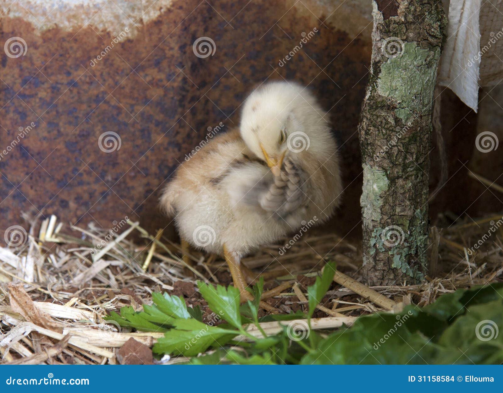 Baby Chick Cleaning stock photo. Image of chook, hatchling 31158584