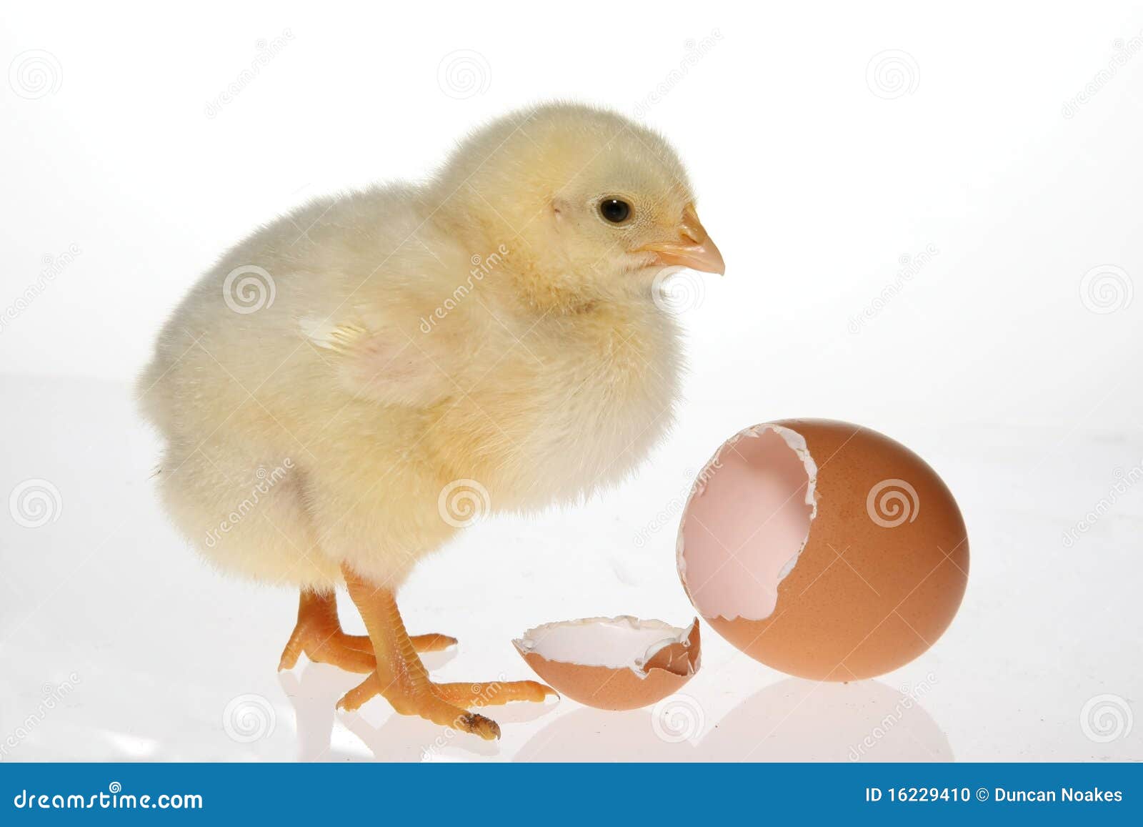 Baby Chicken & Egg stock photo. Image of food, feet 16229410