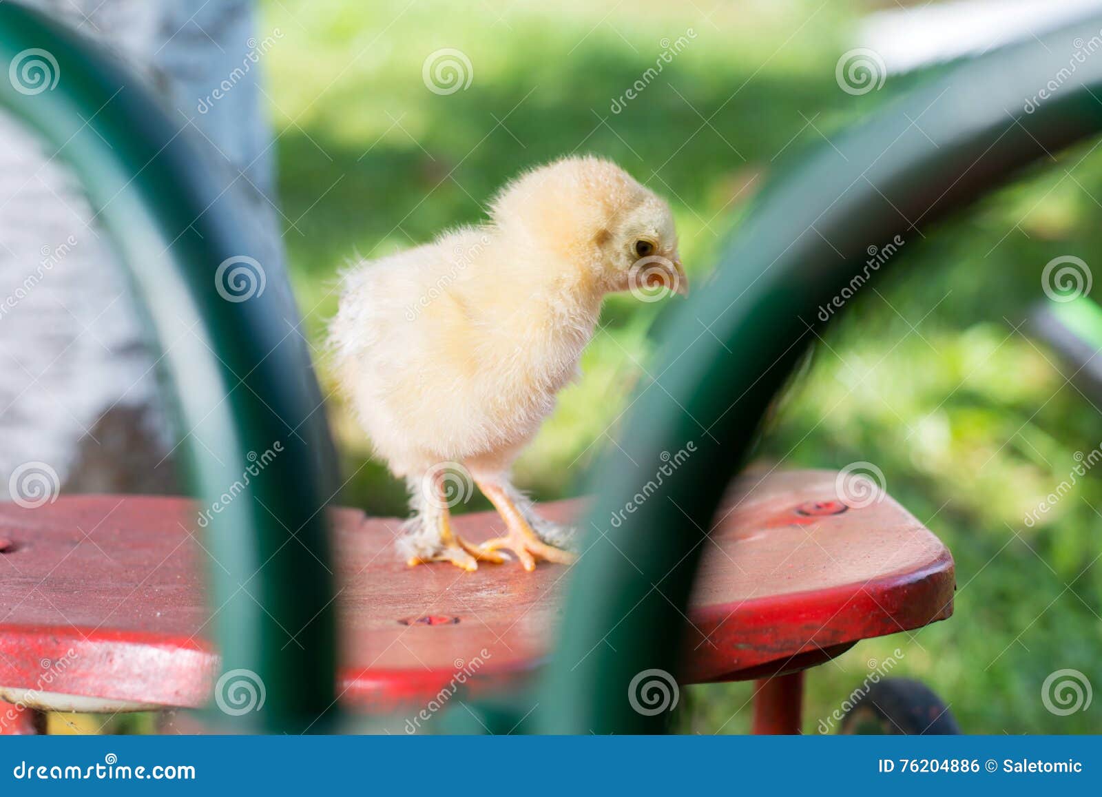 Baby Chicken on Toy Bicycle Seat Stock Photo Image of beautiful