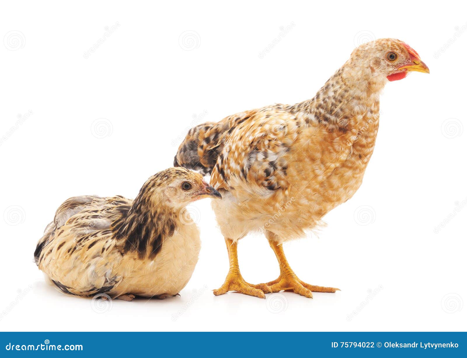 Baby chickens. stock photo. Image of beauty, fledgeling 75794022