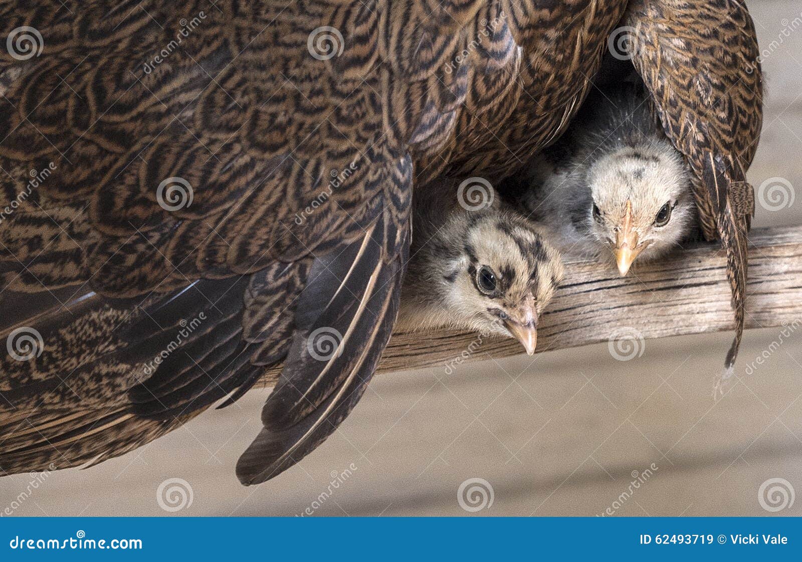 baby chickens under mother hen's wing