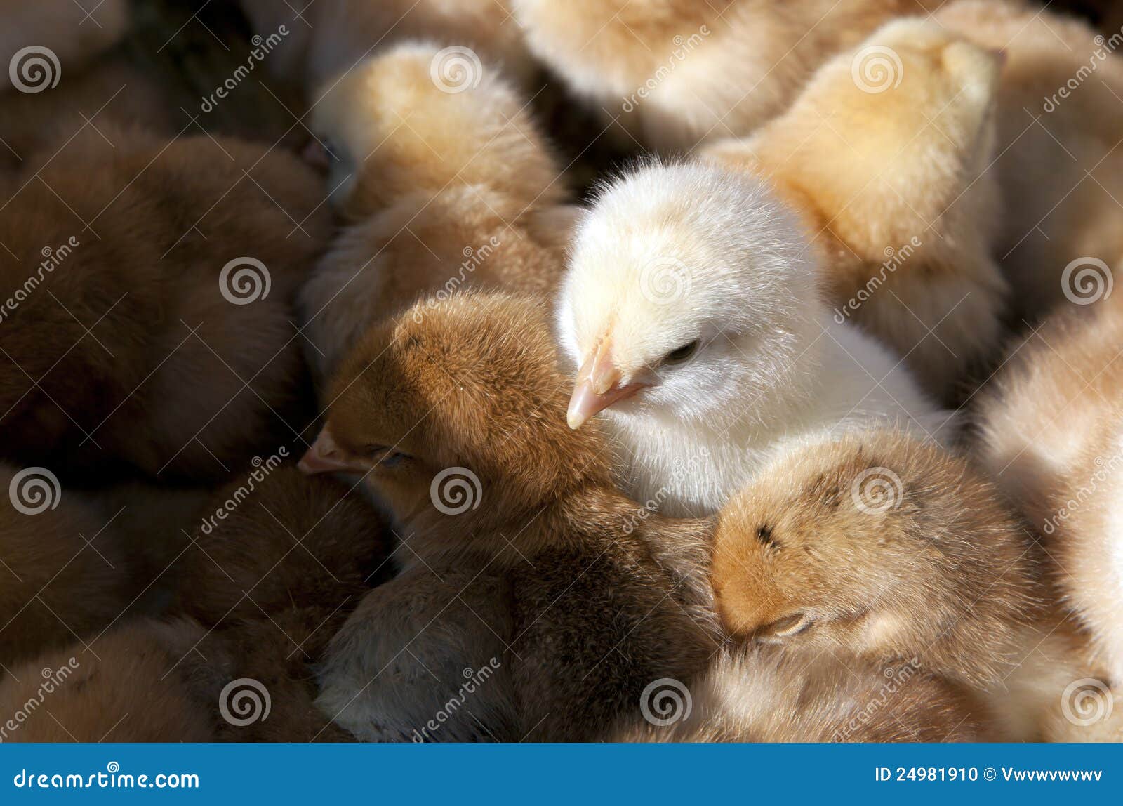 Baby chicks stock photo. Image of lovely, fluffy, adorable 24981910