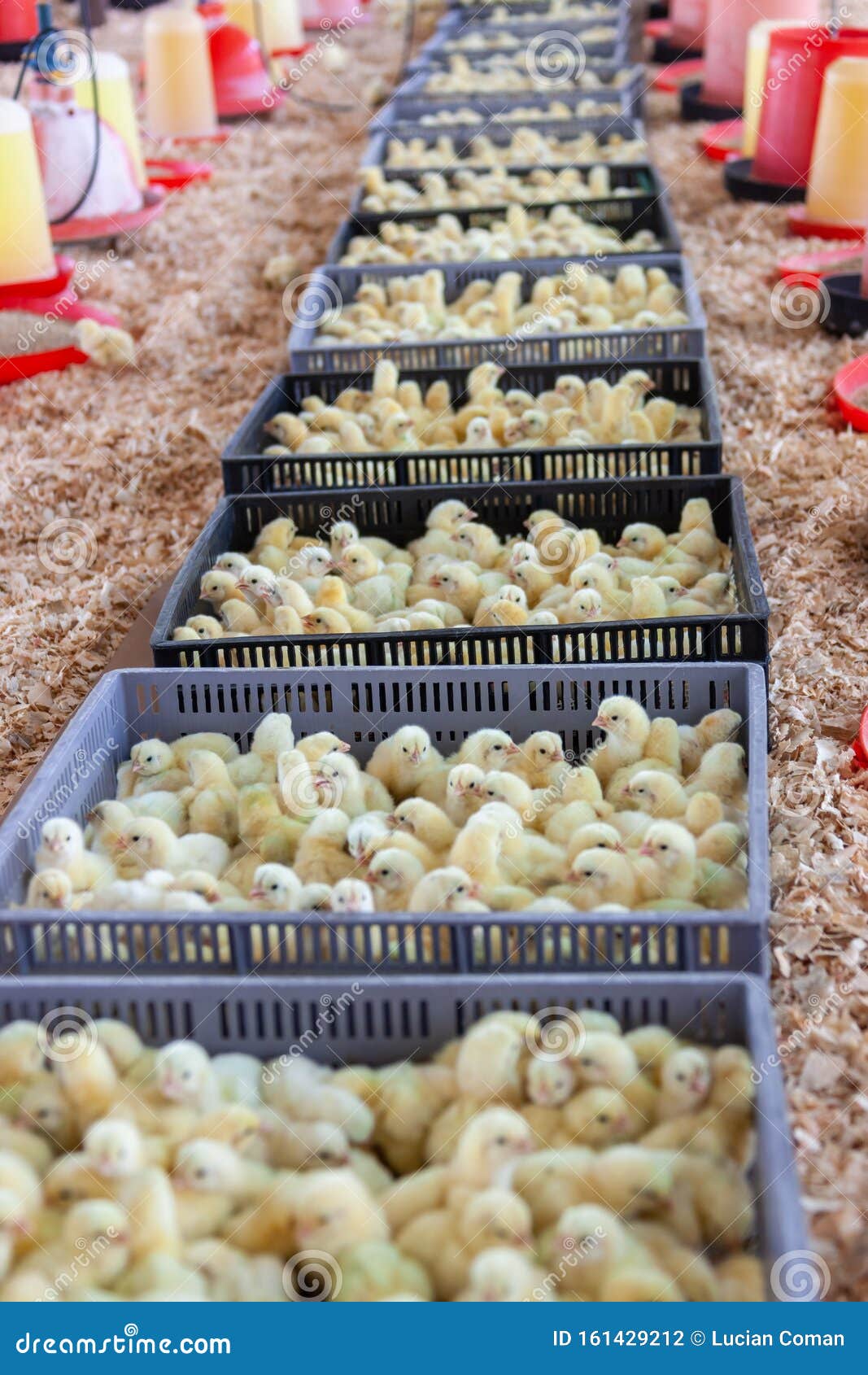 Baby chicks at the farm stock photo. Image of livestock 161429212