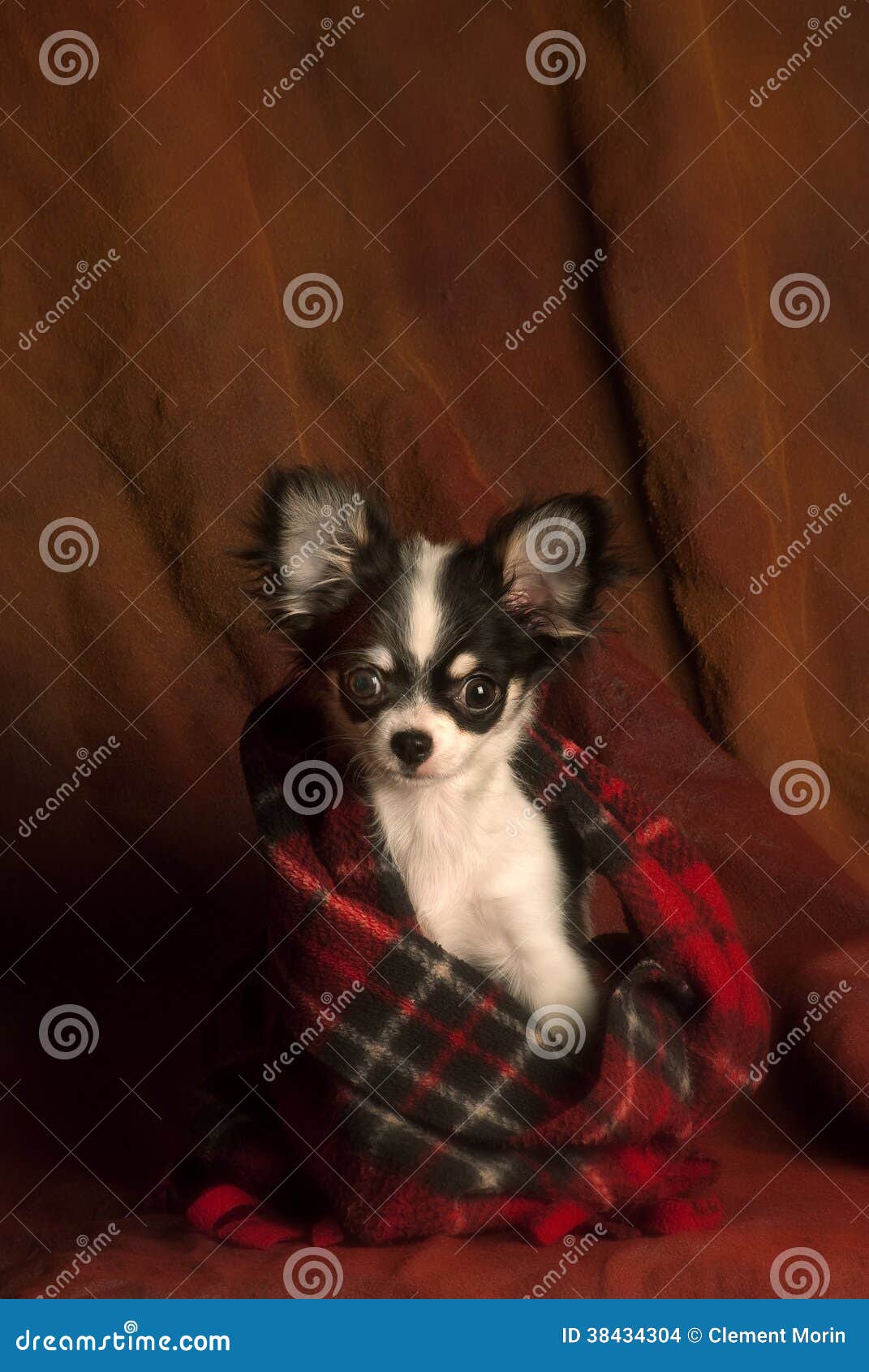 Baby Chihuahua Wrapped In A Red Scarf Stock Photo Image Of