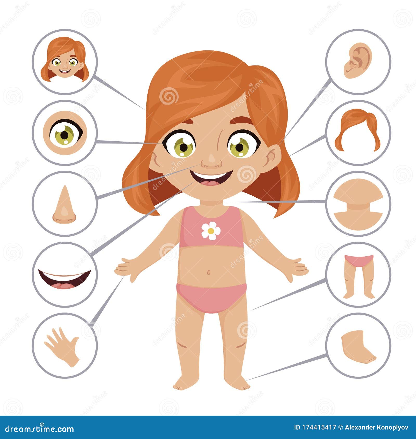 Baby or Child Body Parts School Educational Poster Stock Vector