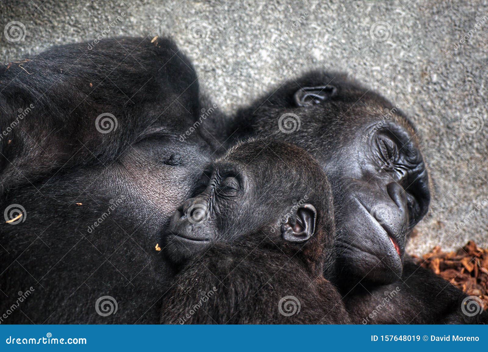 baby chimpanzee sleeping at his mother chest