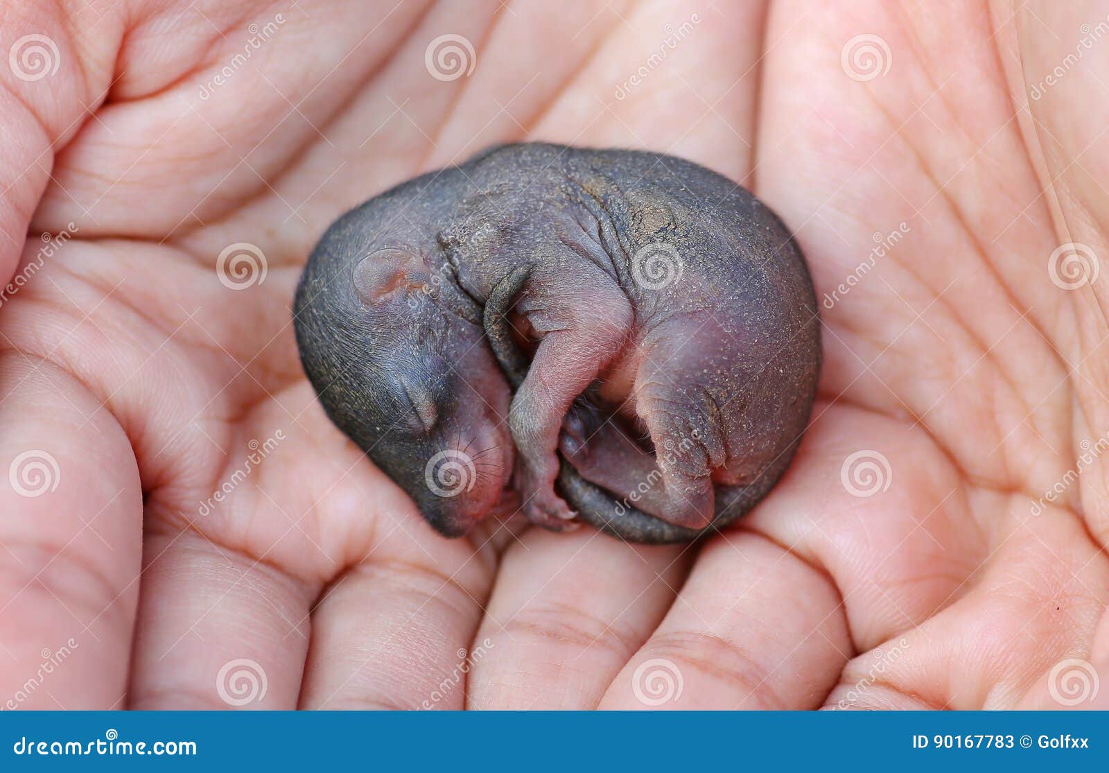 Baby Chipmunk stock image. Image of juvenile, born, baby - 90167783