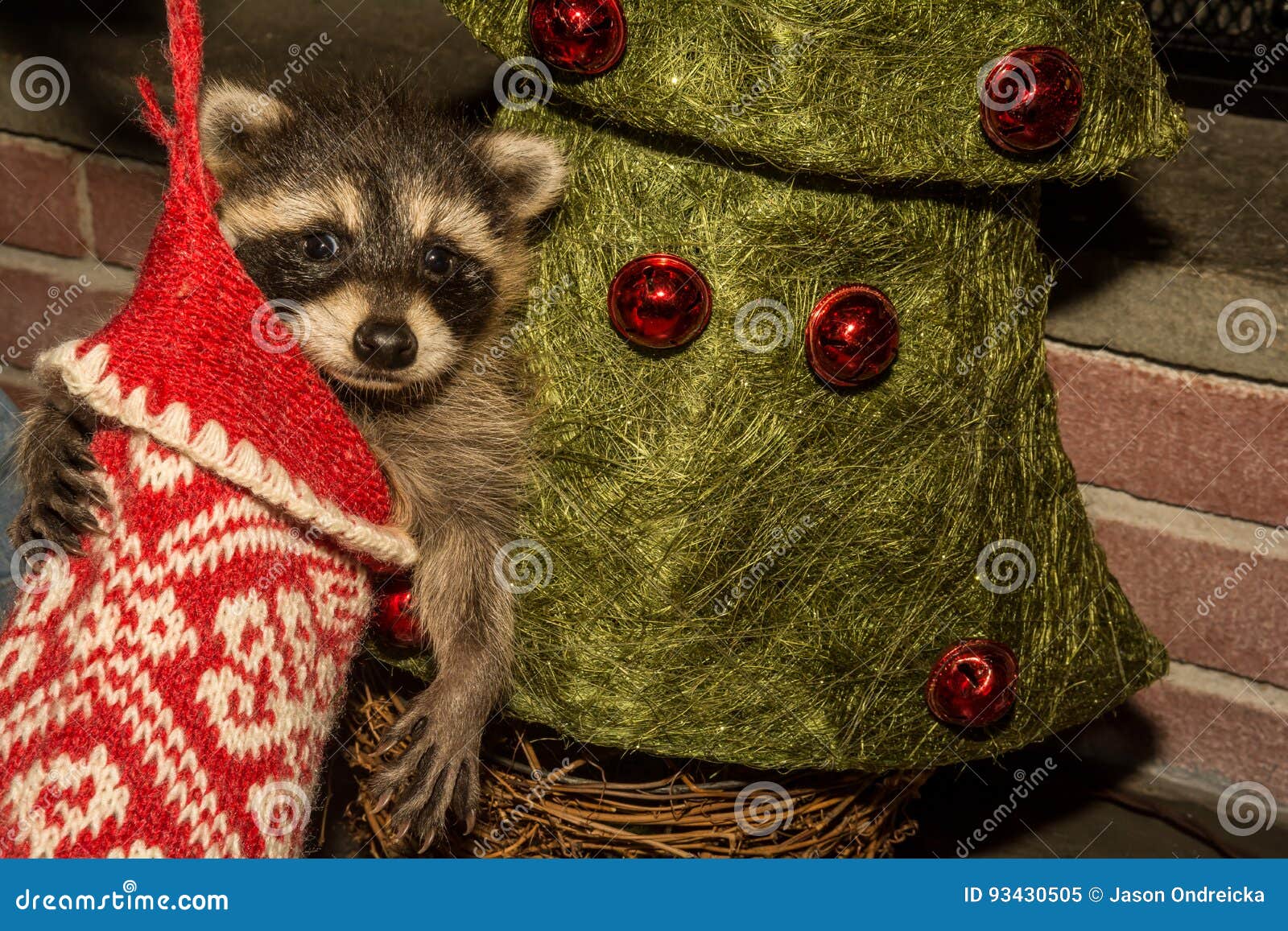Baby Christmas Raccoon stock image. Image of curious 93430505