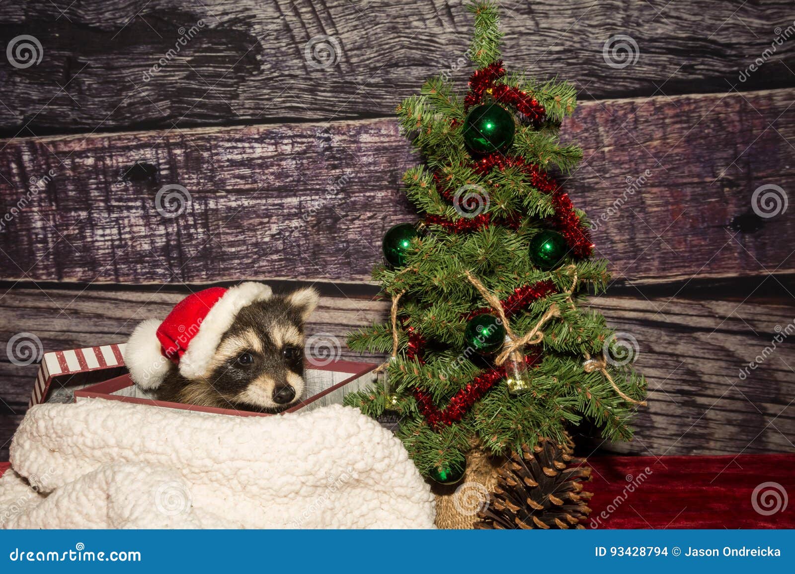 Raccoon Christmas Stock Photos Royalty Free Stock Images