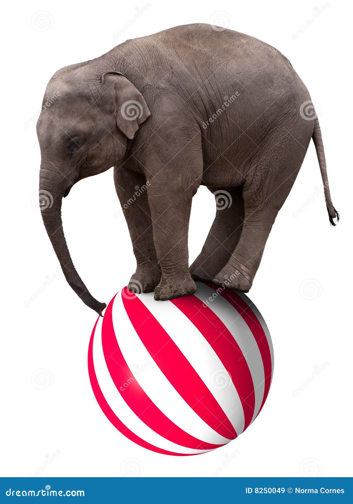 baby circus elephant balancing on ball