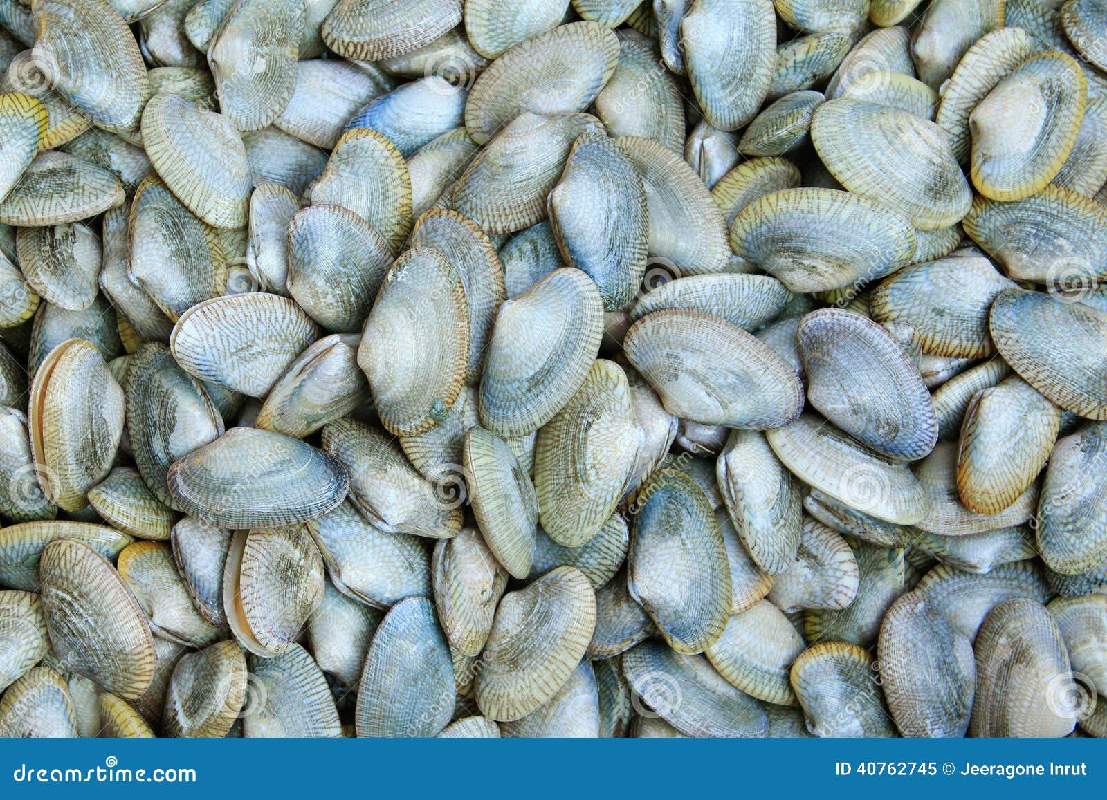 Baby clams stock image. Image of close, seafood, thailand 40762745