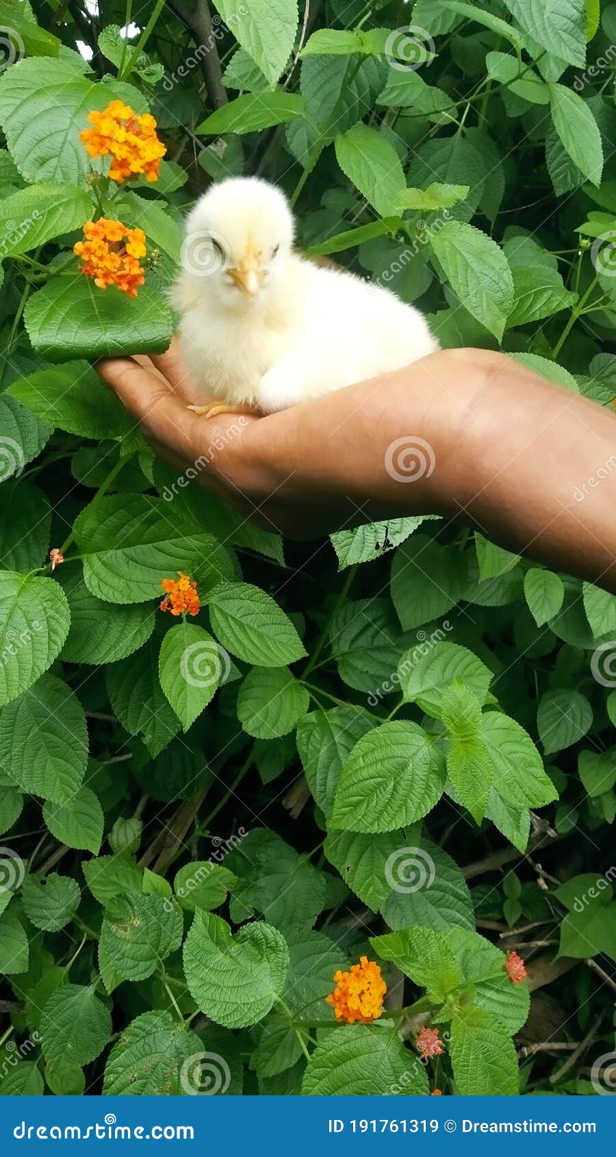 baby coak have a white color background green color