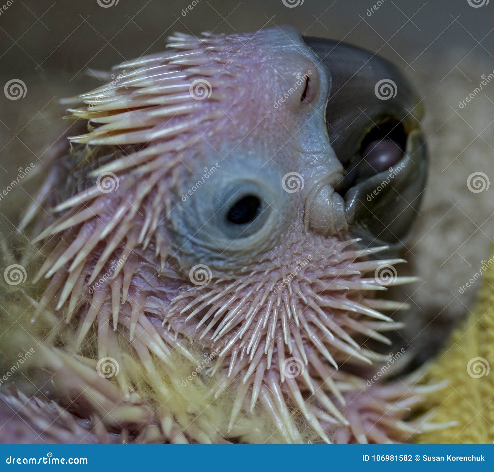 baby-cockatoo-face-pin-feathers-close-up-shot-cockatoos-head-showing-106981582.jpg