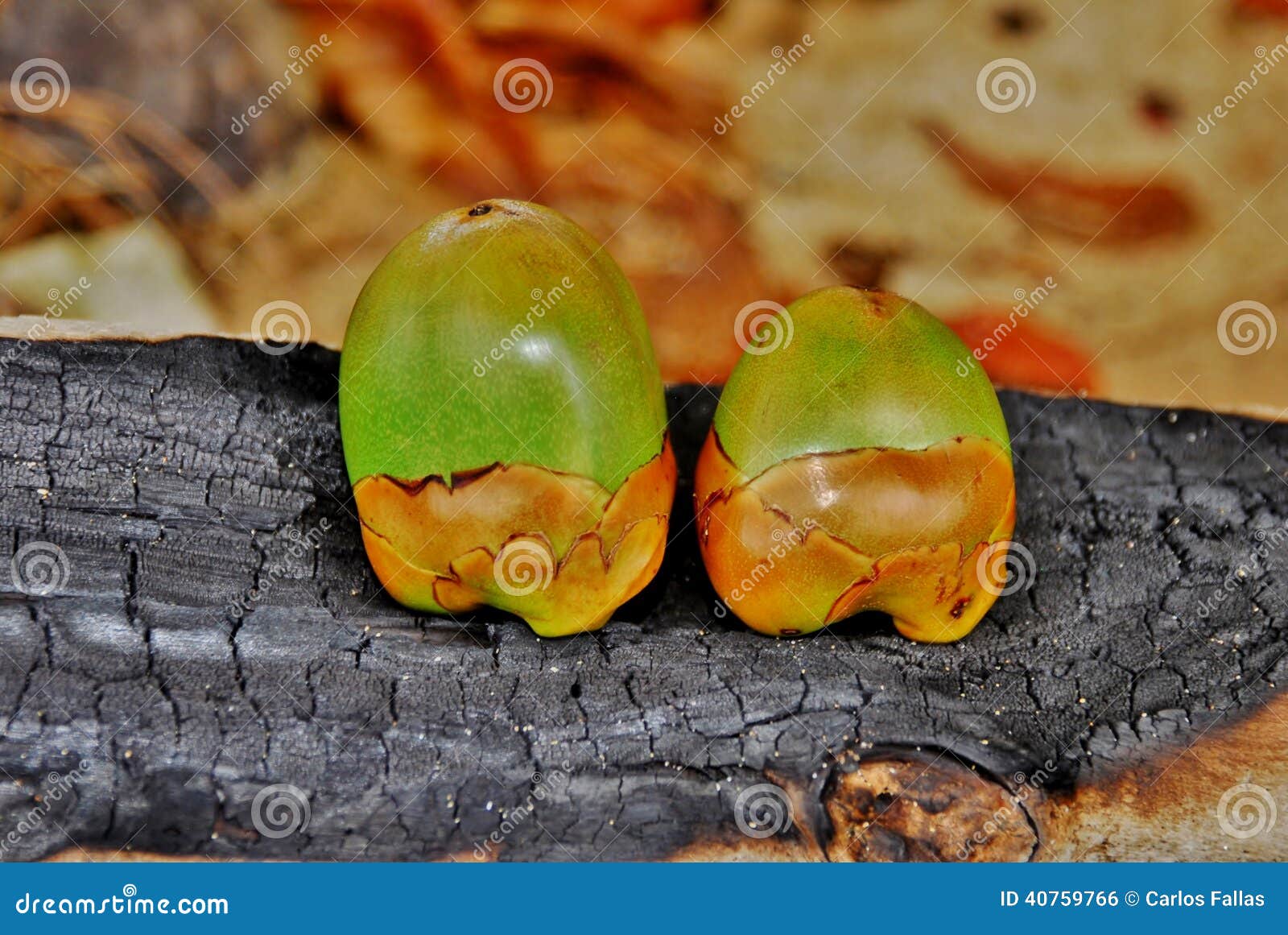 Baby Coconut 6 stock photo. Image of insects, colourful 40759766