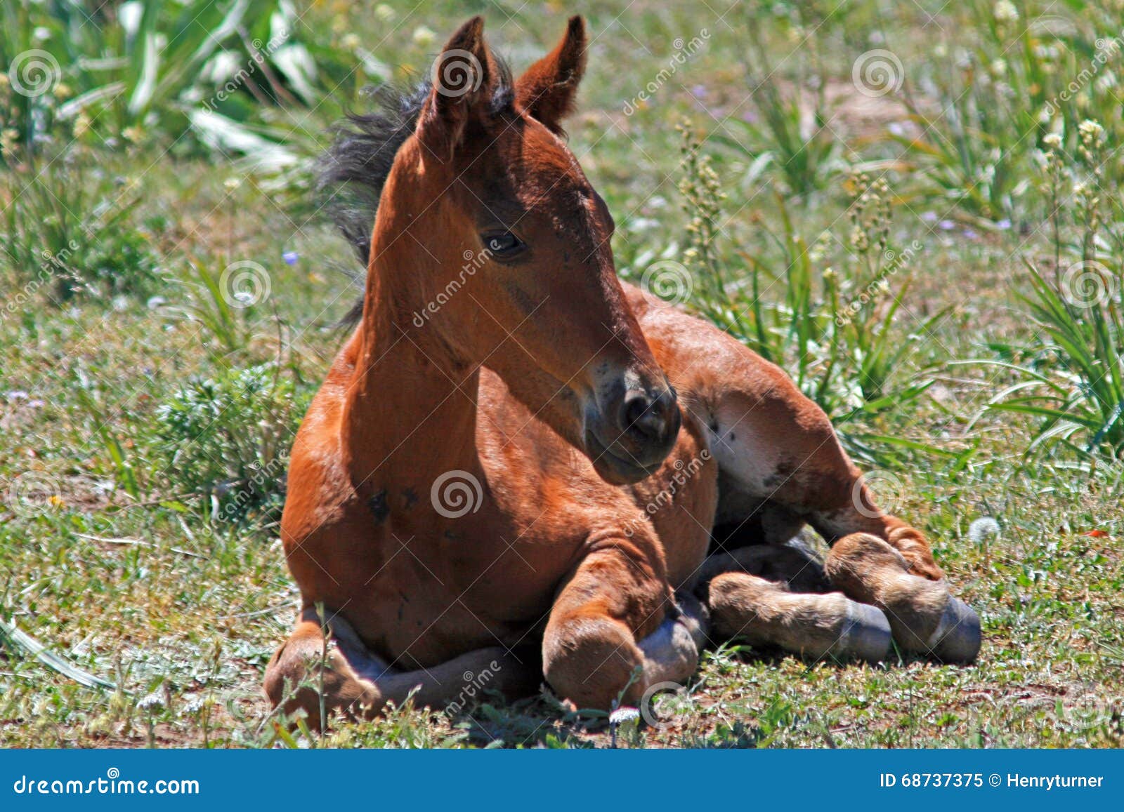 Baby Colt Mustang With Mother / Mare Wild Horse Royalty-Free Stock ...