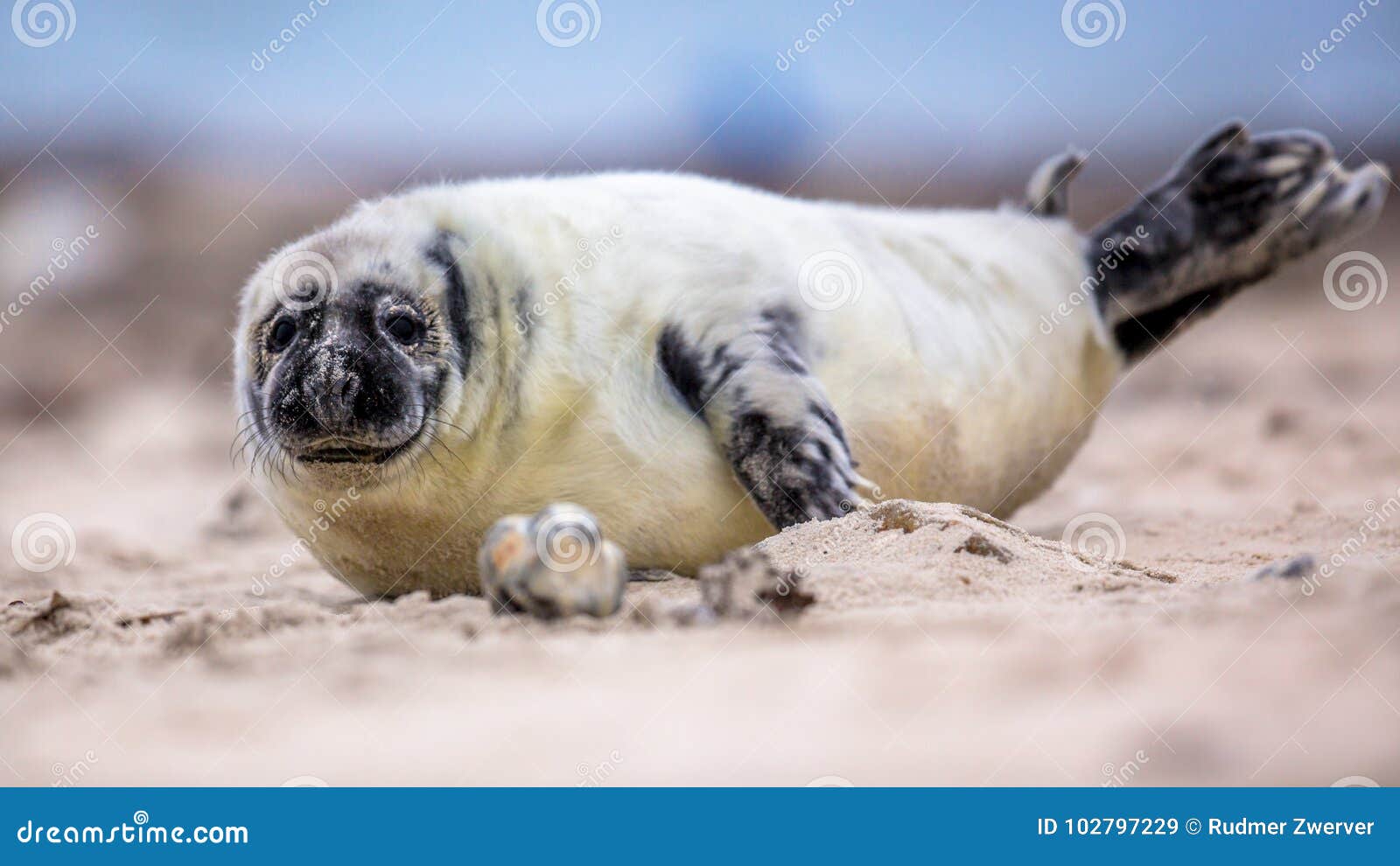 Baby Common seal on beach stock image. Image of life - 102797229 Baby Common seal on beach stock image. Image of life - 102797229