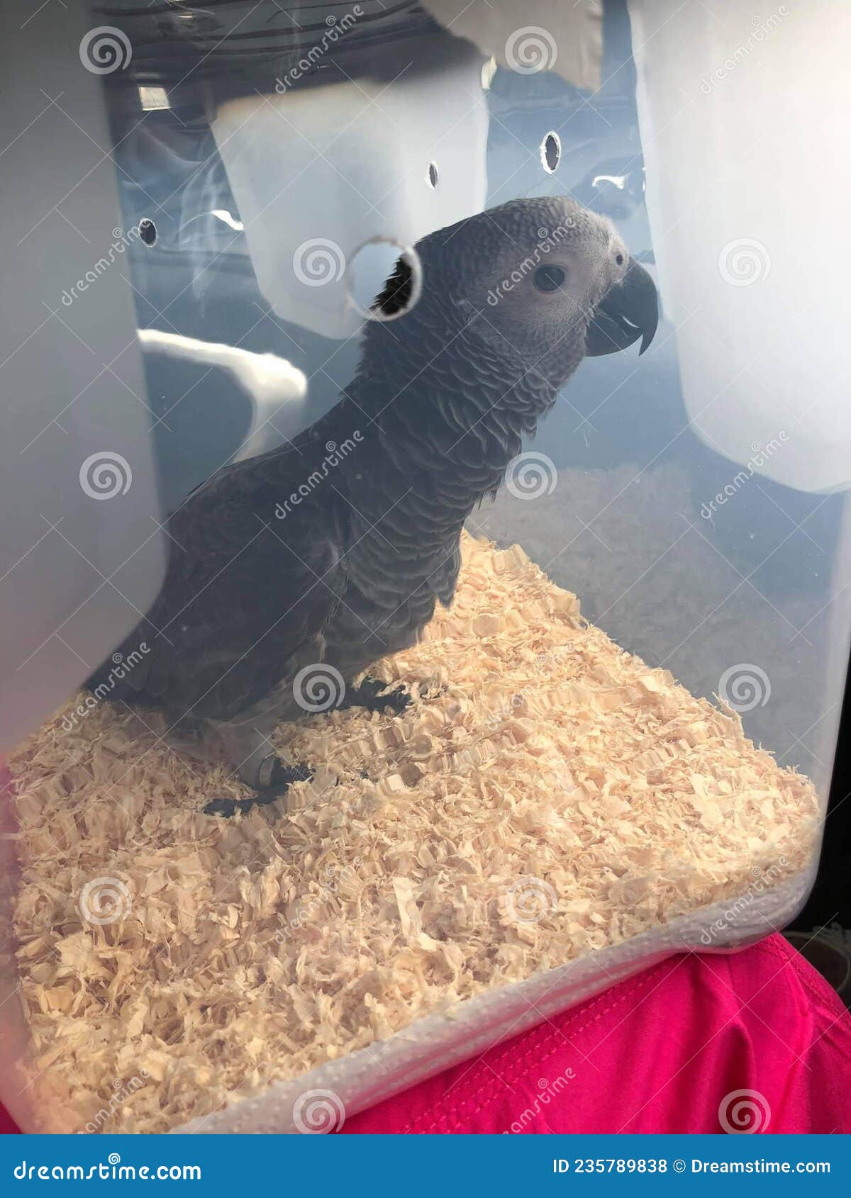 Baby Congo African Grey Parrot Stock Photo Image of wildlife, beak
