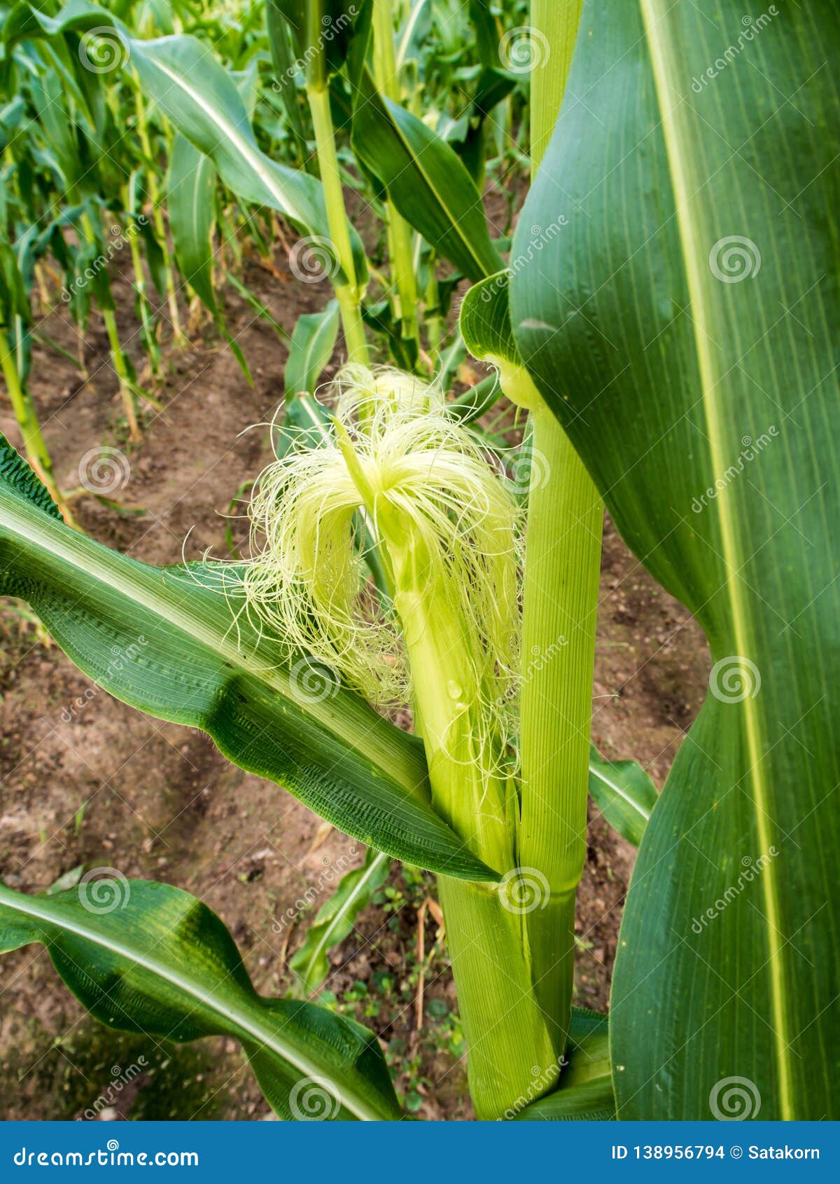 Baby Corn in Corn Field at the Countryside Stock Photo Image of vegetable, outdoor 138956794