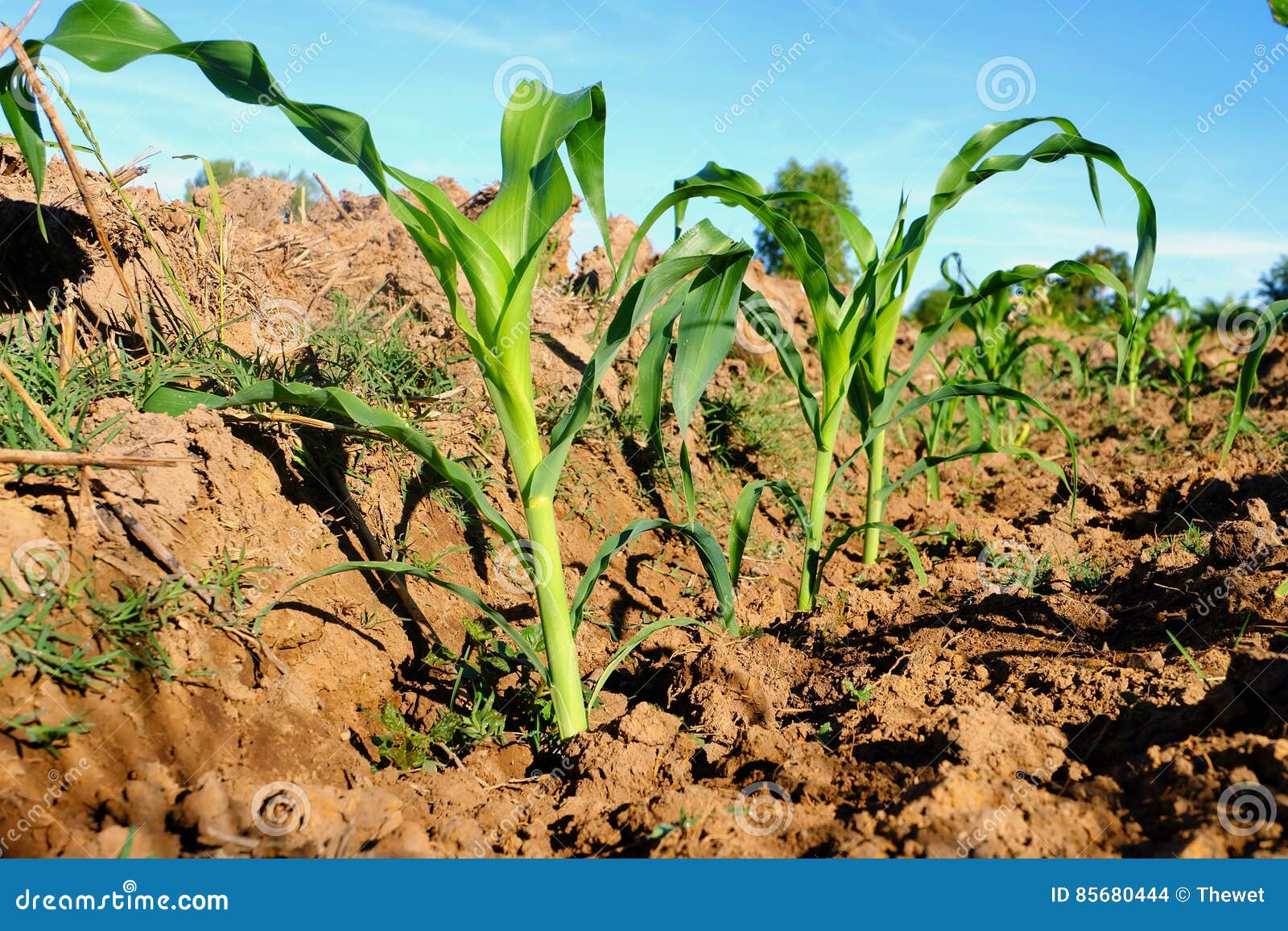 Baby corn growing on field stock photo. Image of food 85680444