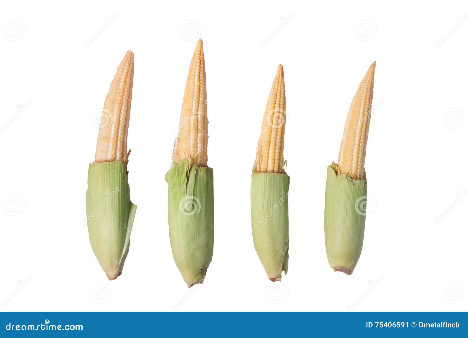 Baby corn stock image. Image of nutrition, wellness, baby 75406591