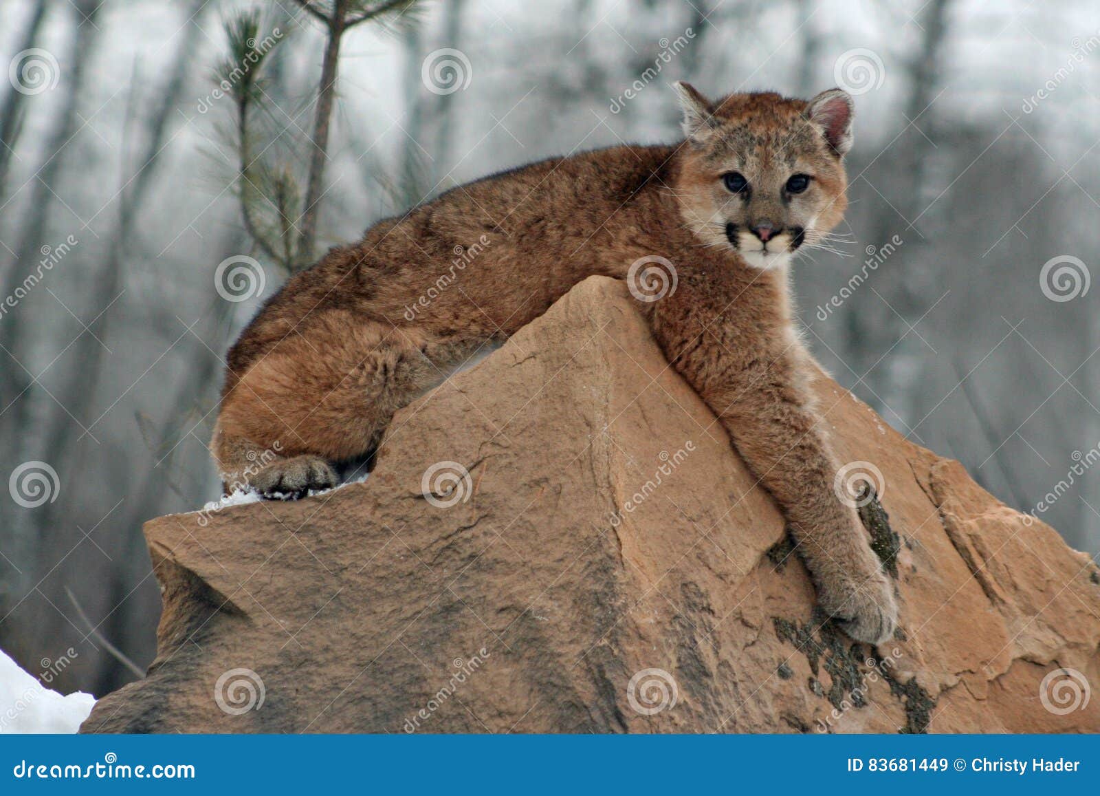 cougar puma bebe