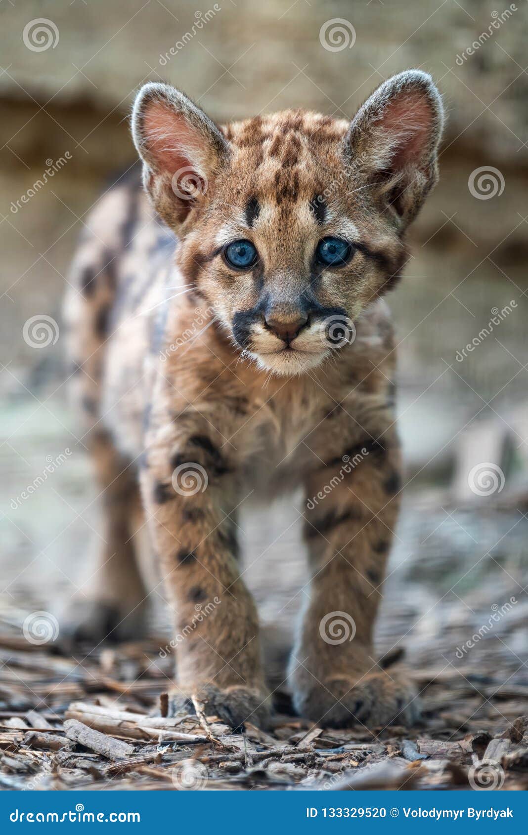 248 Baby Mountain Lion Photos Free Royalty Free Stock Photos From Dreamstime