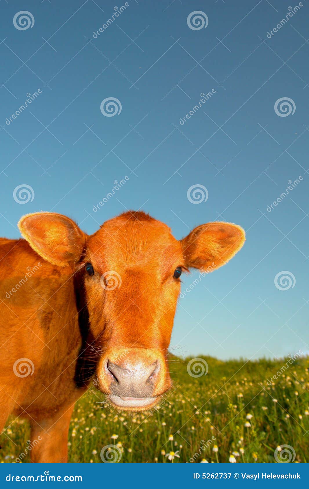 Baby cow stock image. Image of calf, chew, bovine, nature 5262737