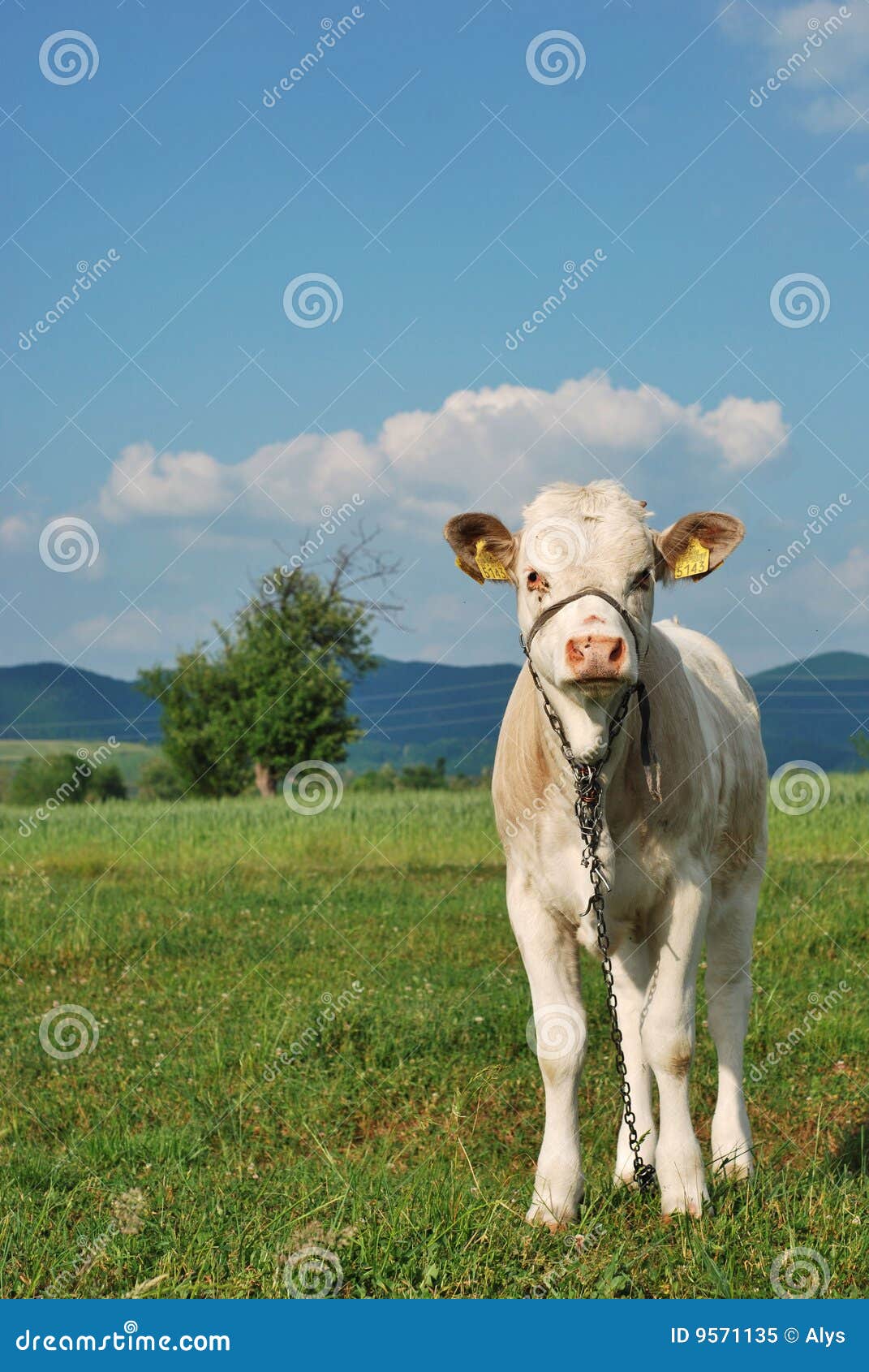 Baby cow stock image. Image of green, baby, field, clouds 9571135